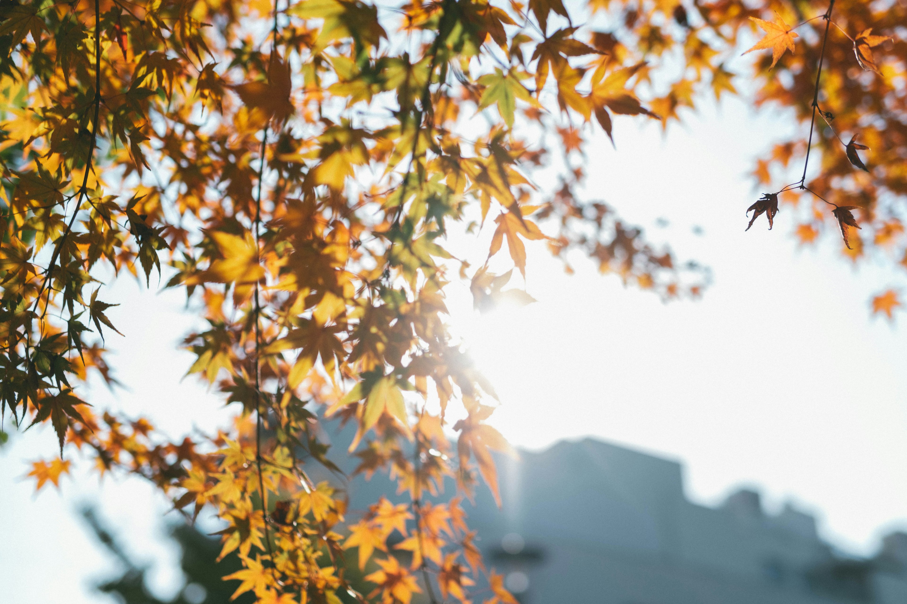 秋の紅葉の葉が輝く日差しの中で揺れている