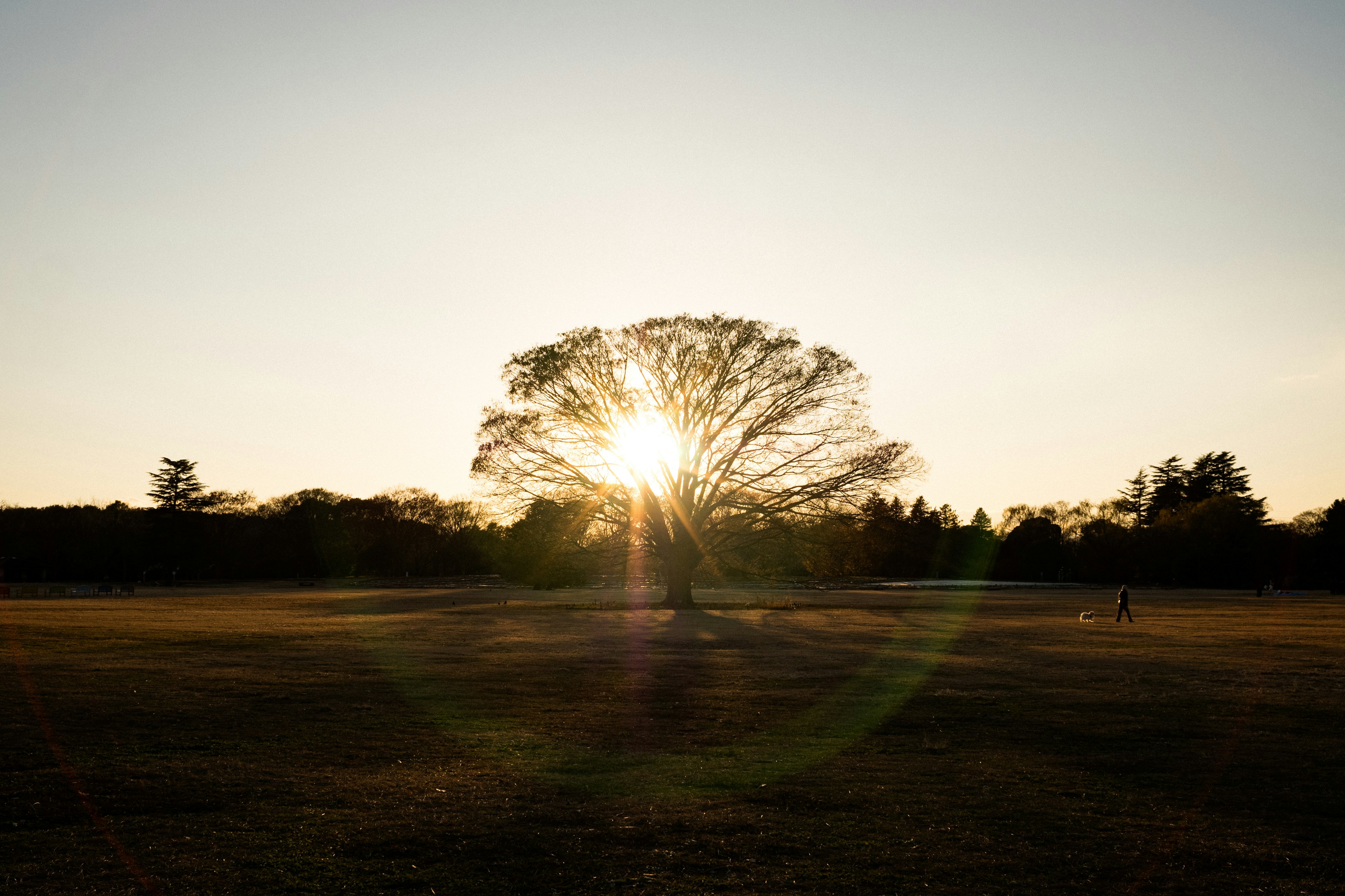 Grande albero con luce solare che brilla in un ampio campo