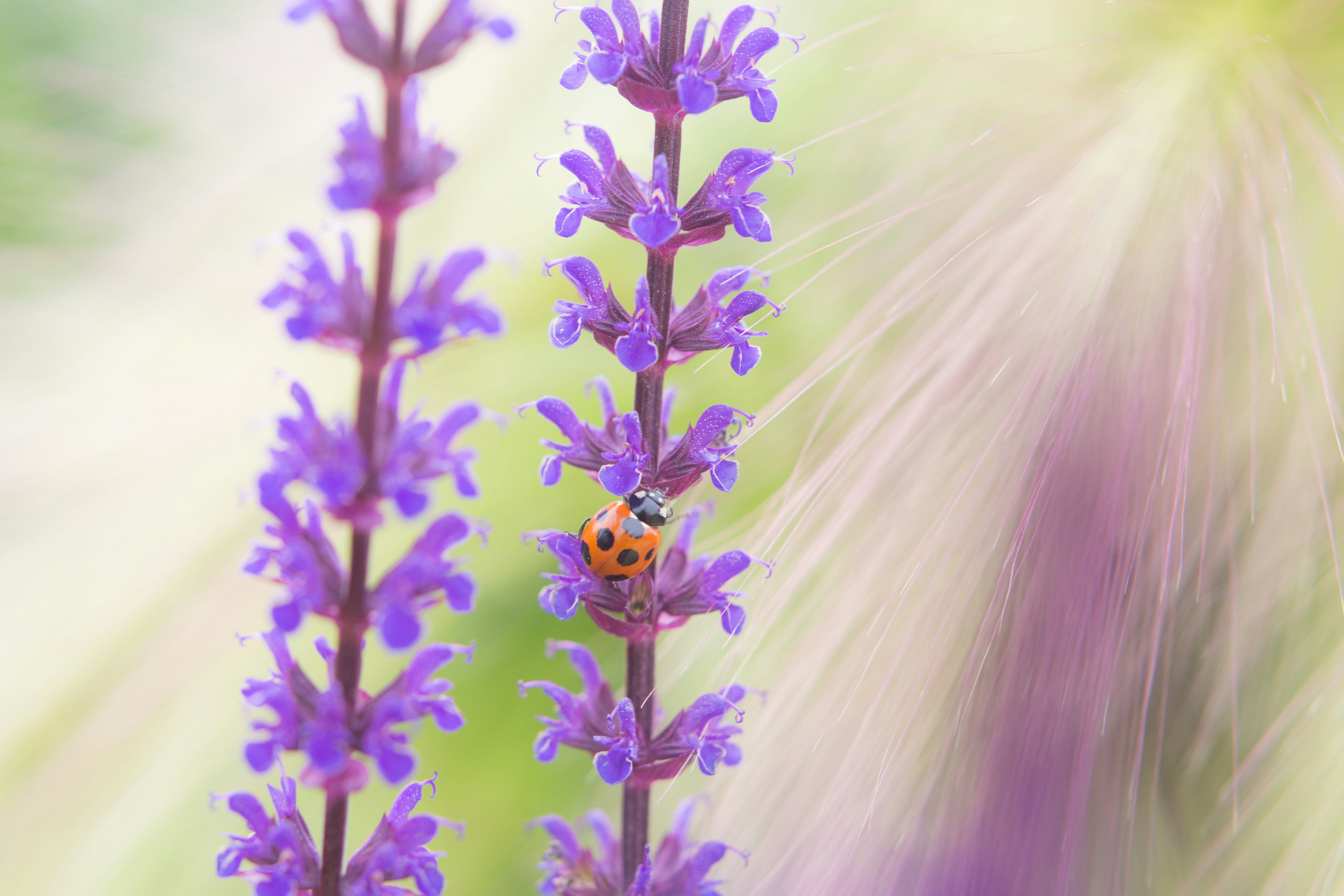 紫色の花の間にいるテントウムシのクローズアップ