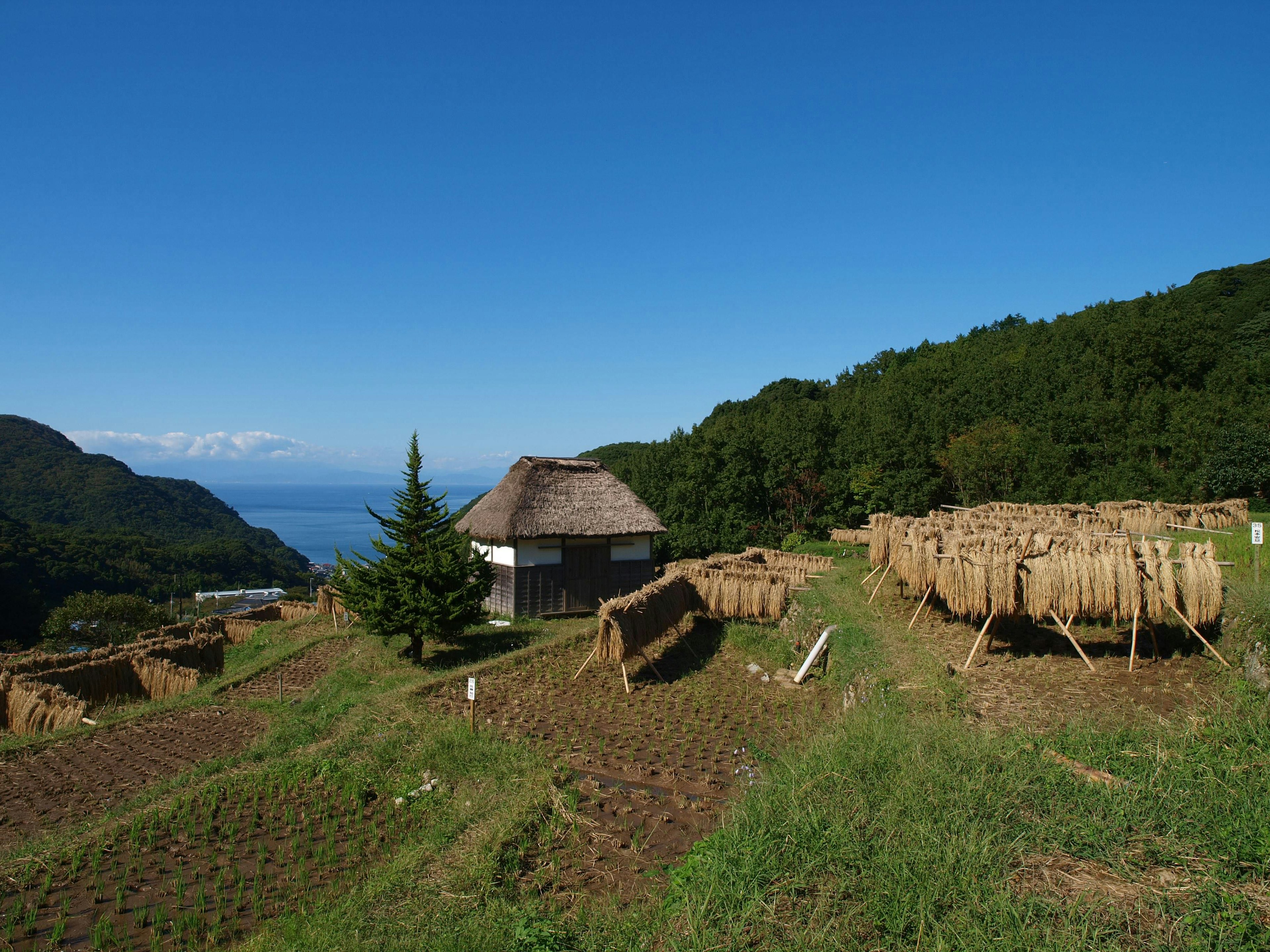 Paysage rural pittoresque avec une maison traditionnelle à toit de chaume et des bottes de paille récoltées