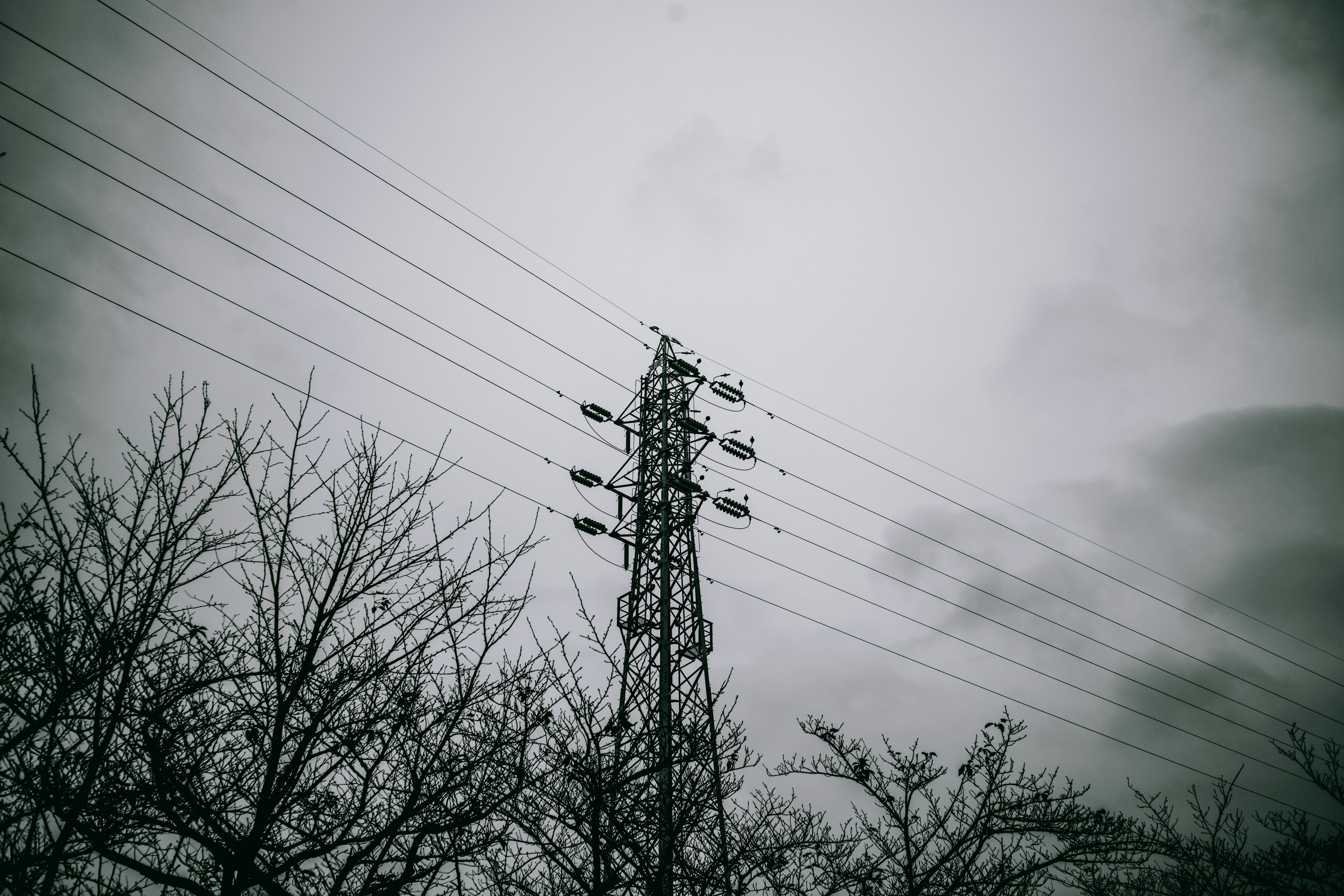 曇り空の下に立つ電柱とその周囲の木々