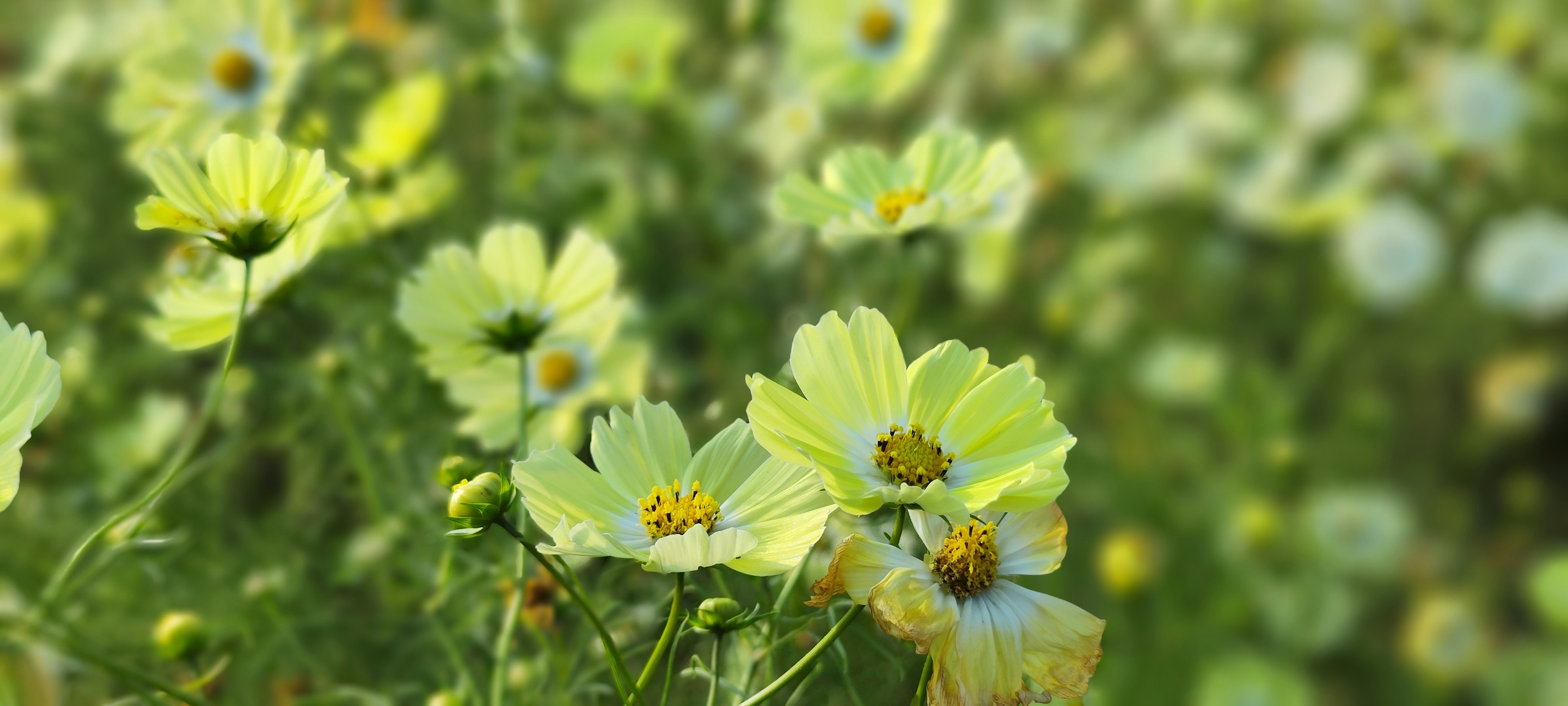 Ein Feld mit blassen gelben Blumen, die vor grünem Hintergrund blühen