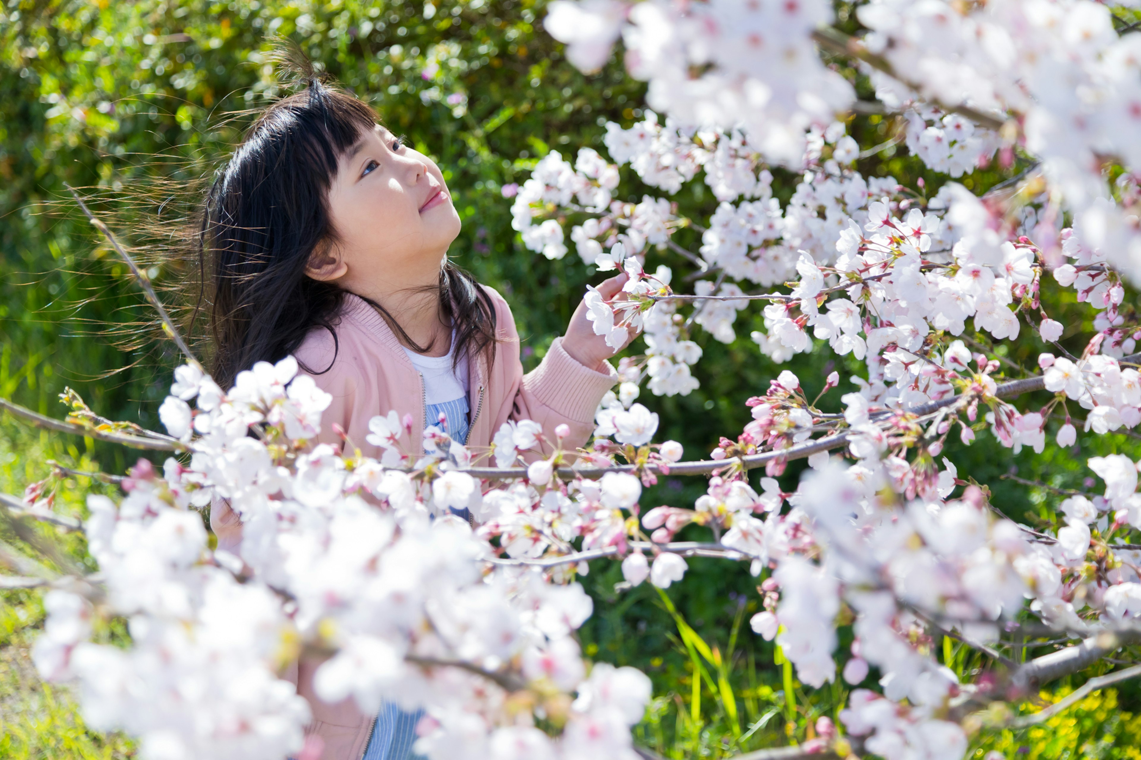 Bambina che guarda i fiori di ciliegio