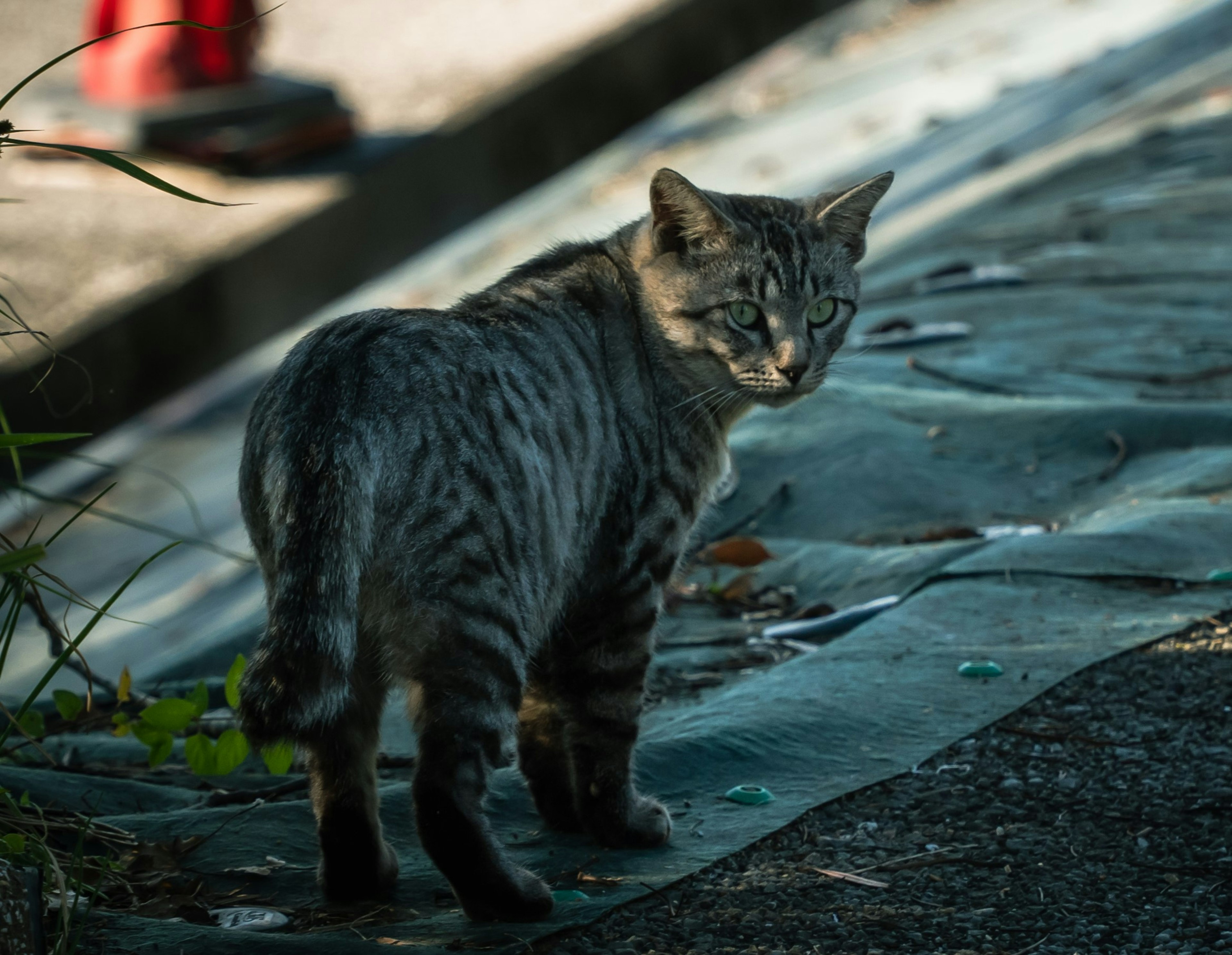 A cat walking with striped fur and a blurred red object in the background