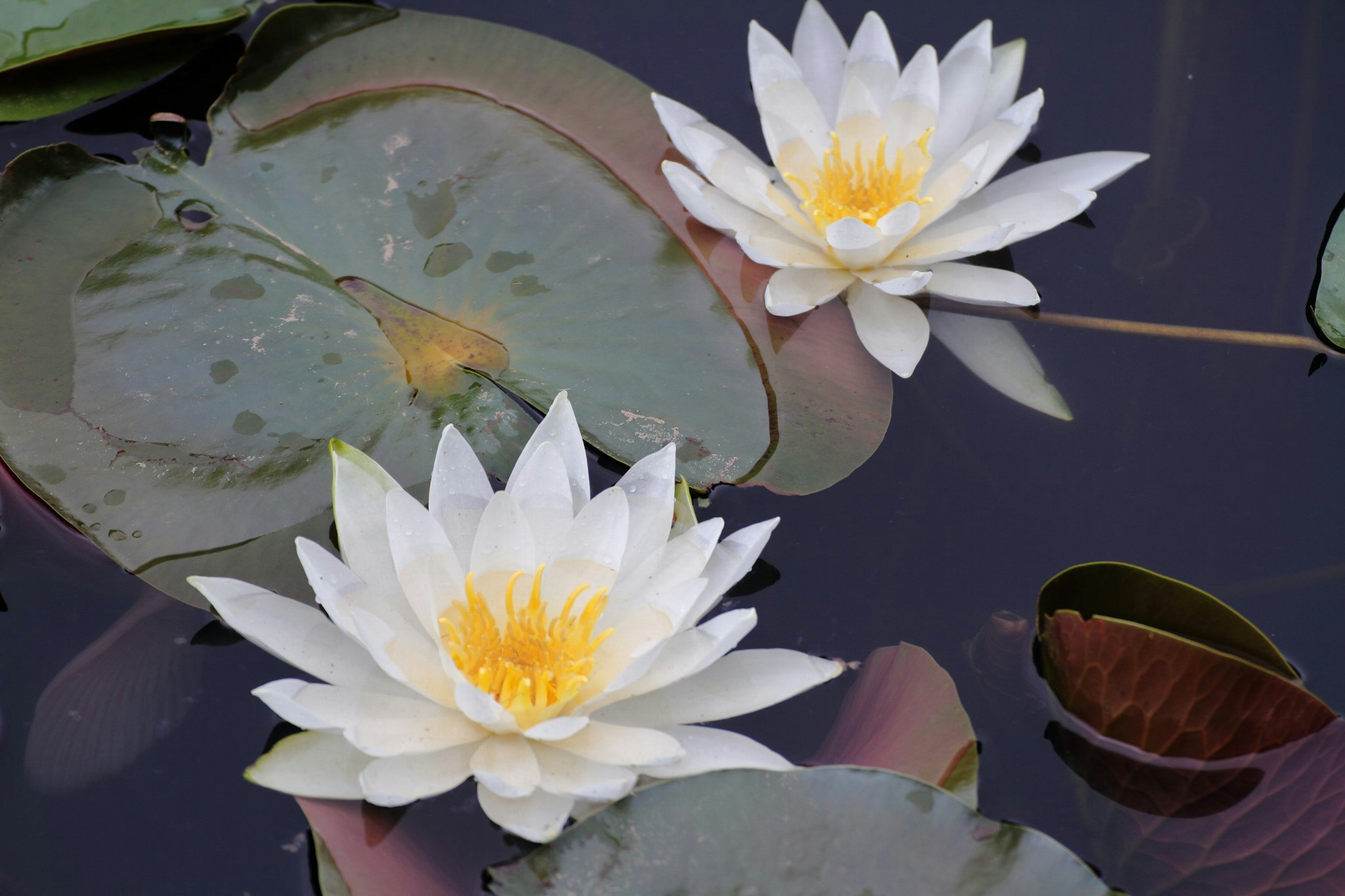 Two white water lilies blooming on a dark pond