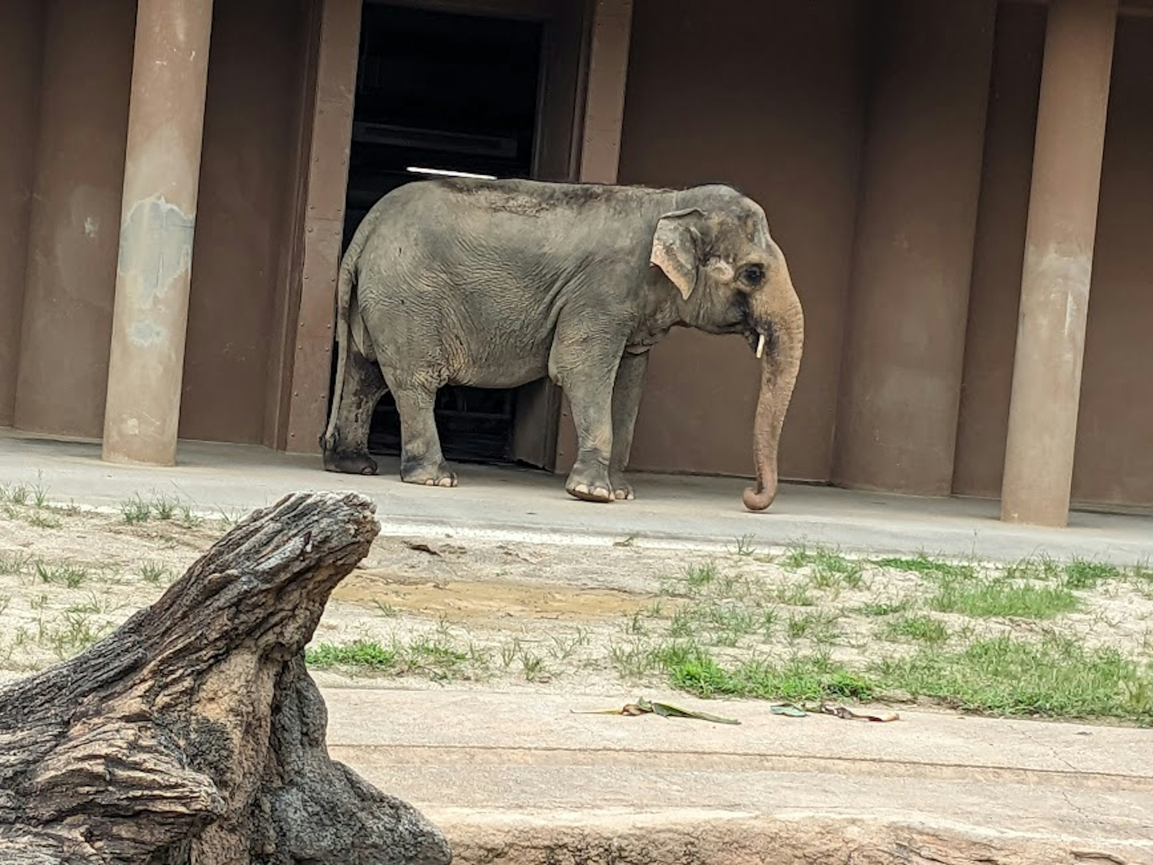 An elephant walking in front of a building