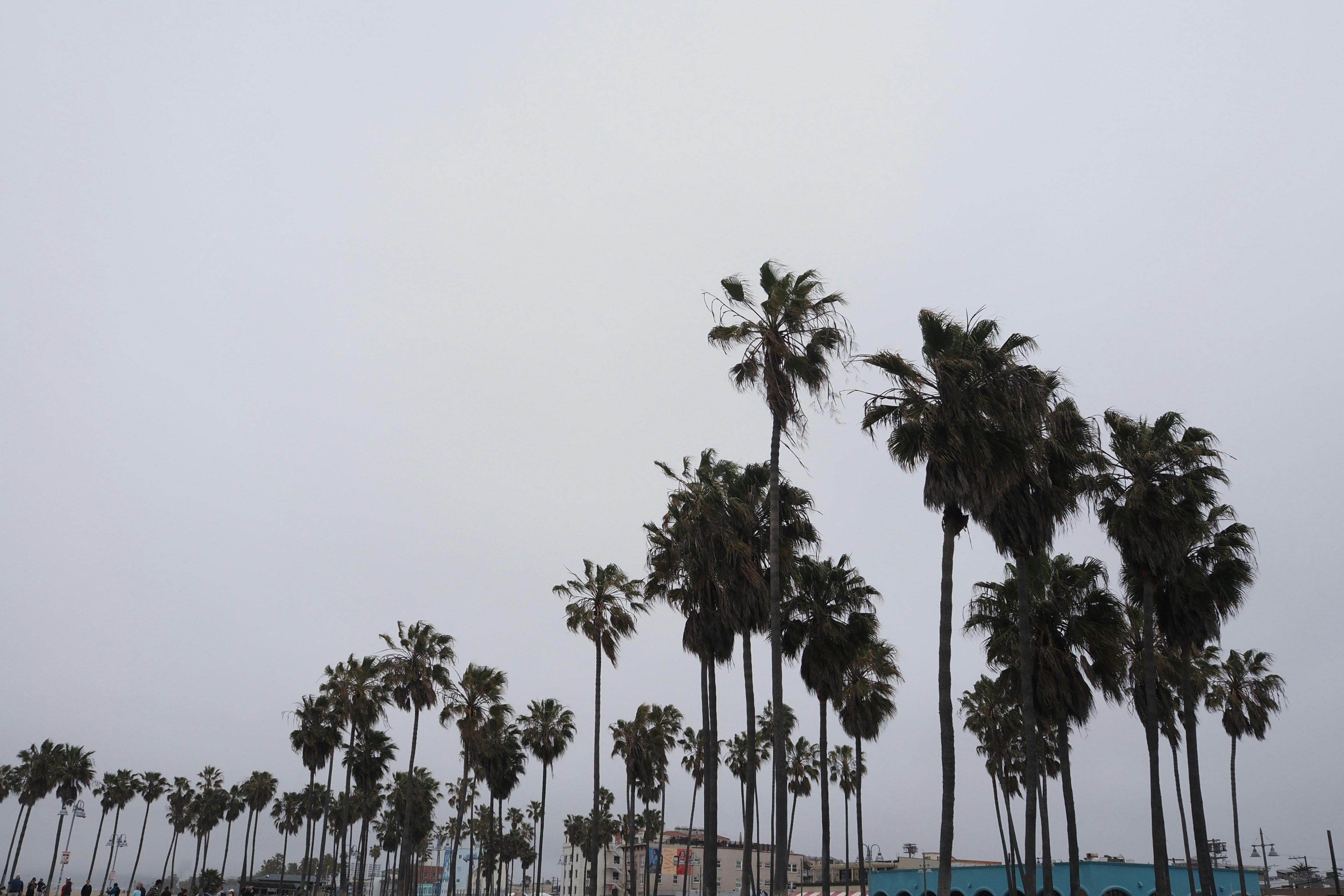 Row of palm trees under a cloudy sky