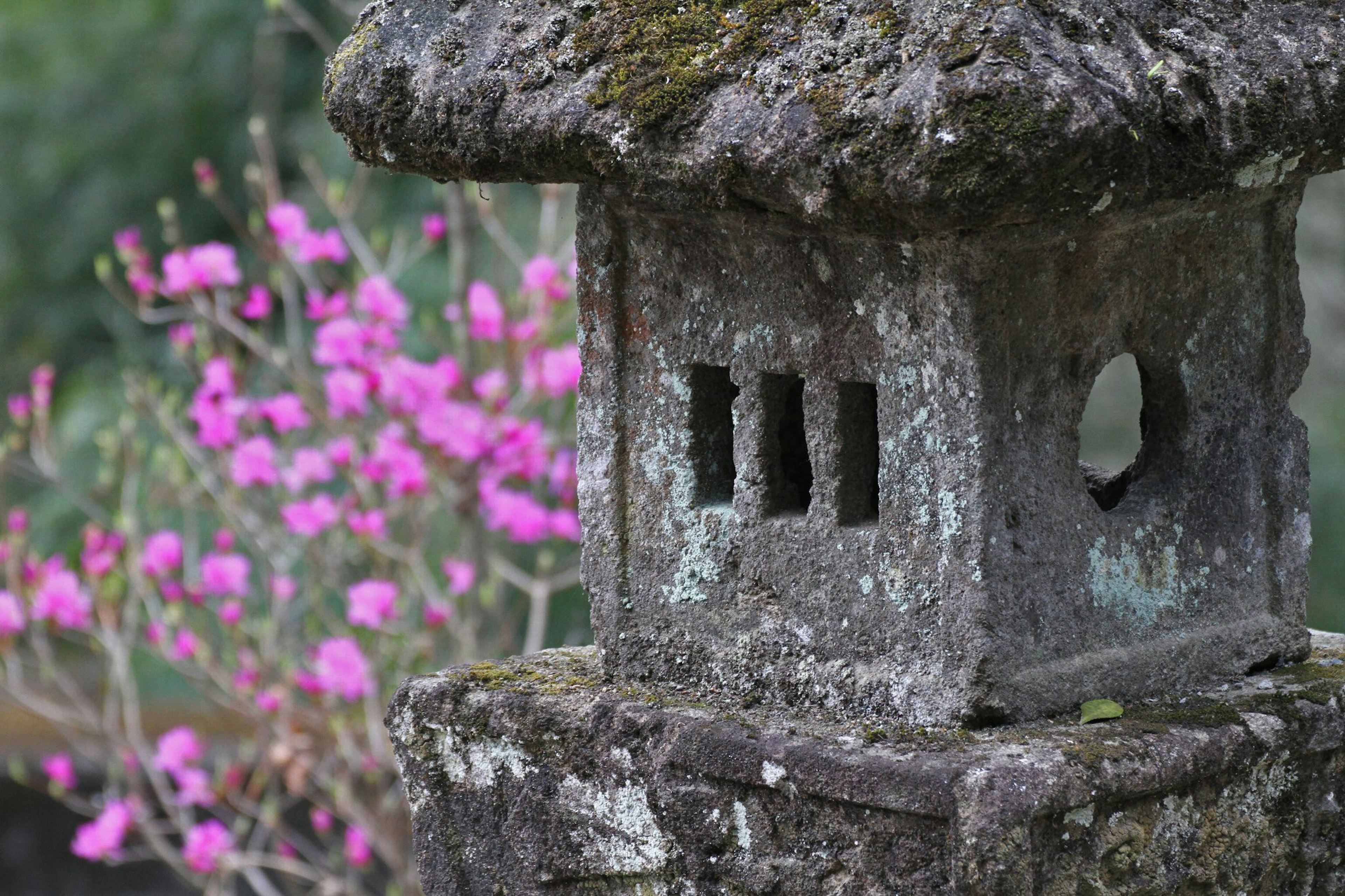 Moss-covered stone lantern with pink flowers in the background