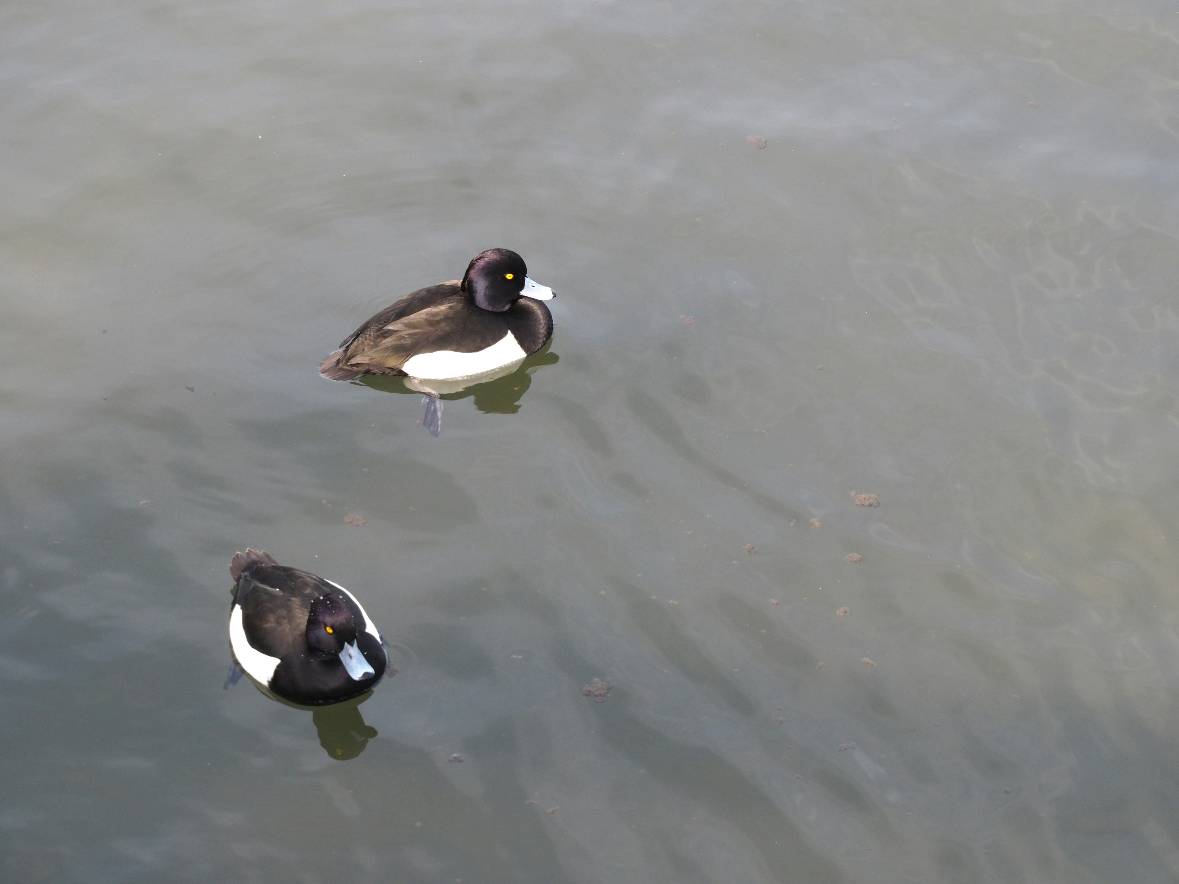 Dos patos flotando en la superficie del agua