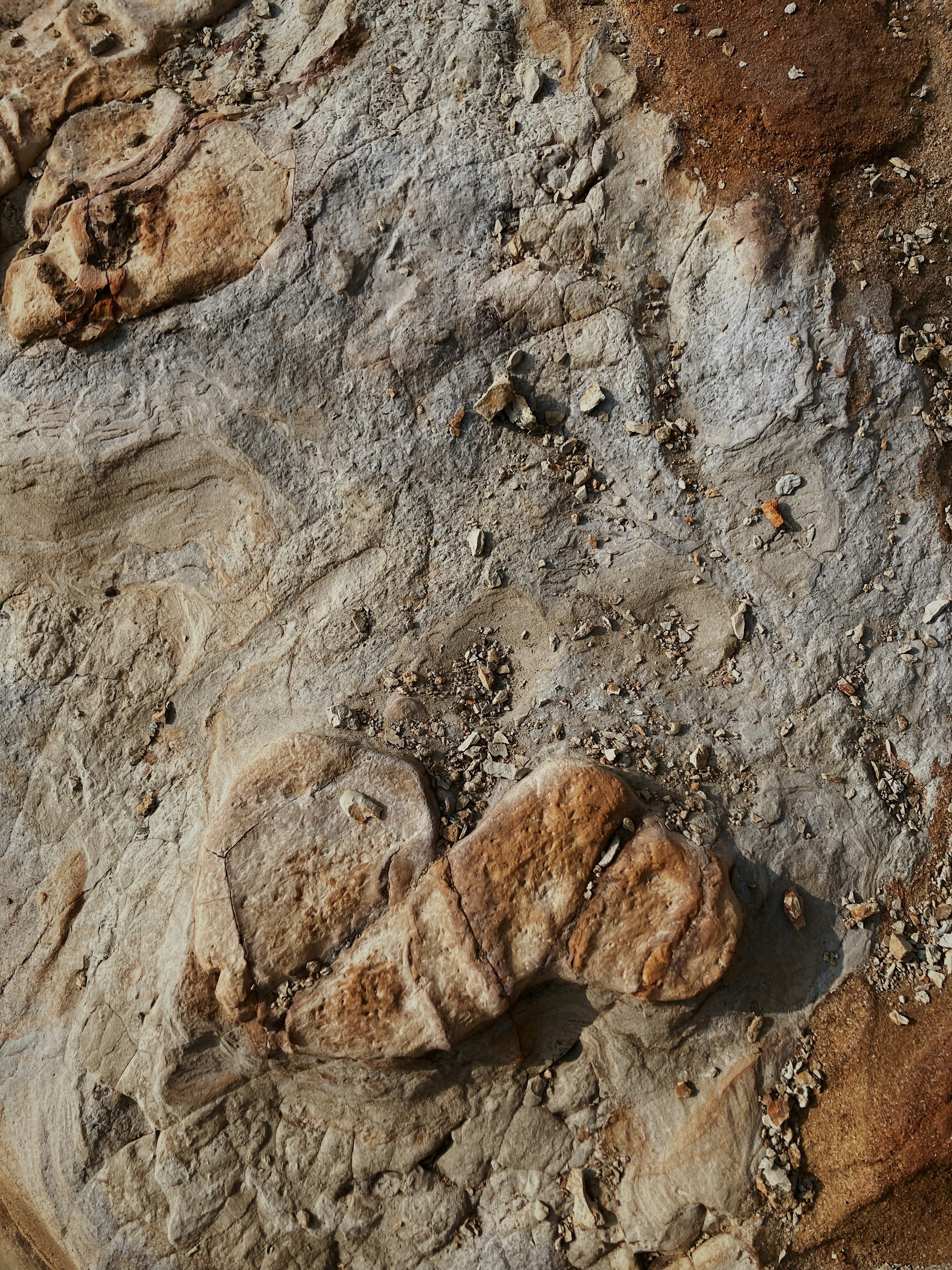 Fossil patterns and textures on a rock surface