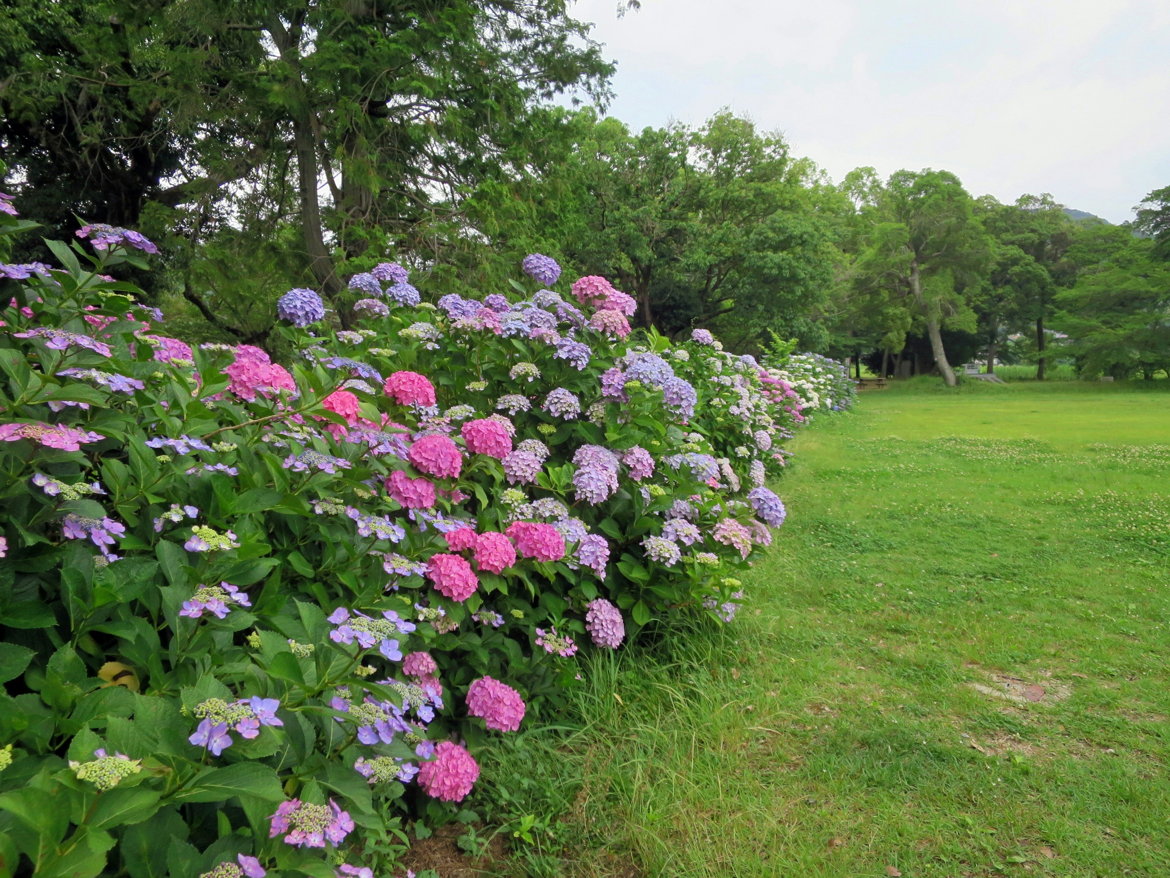 Hortensia berwarna-warni mekar di taman