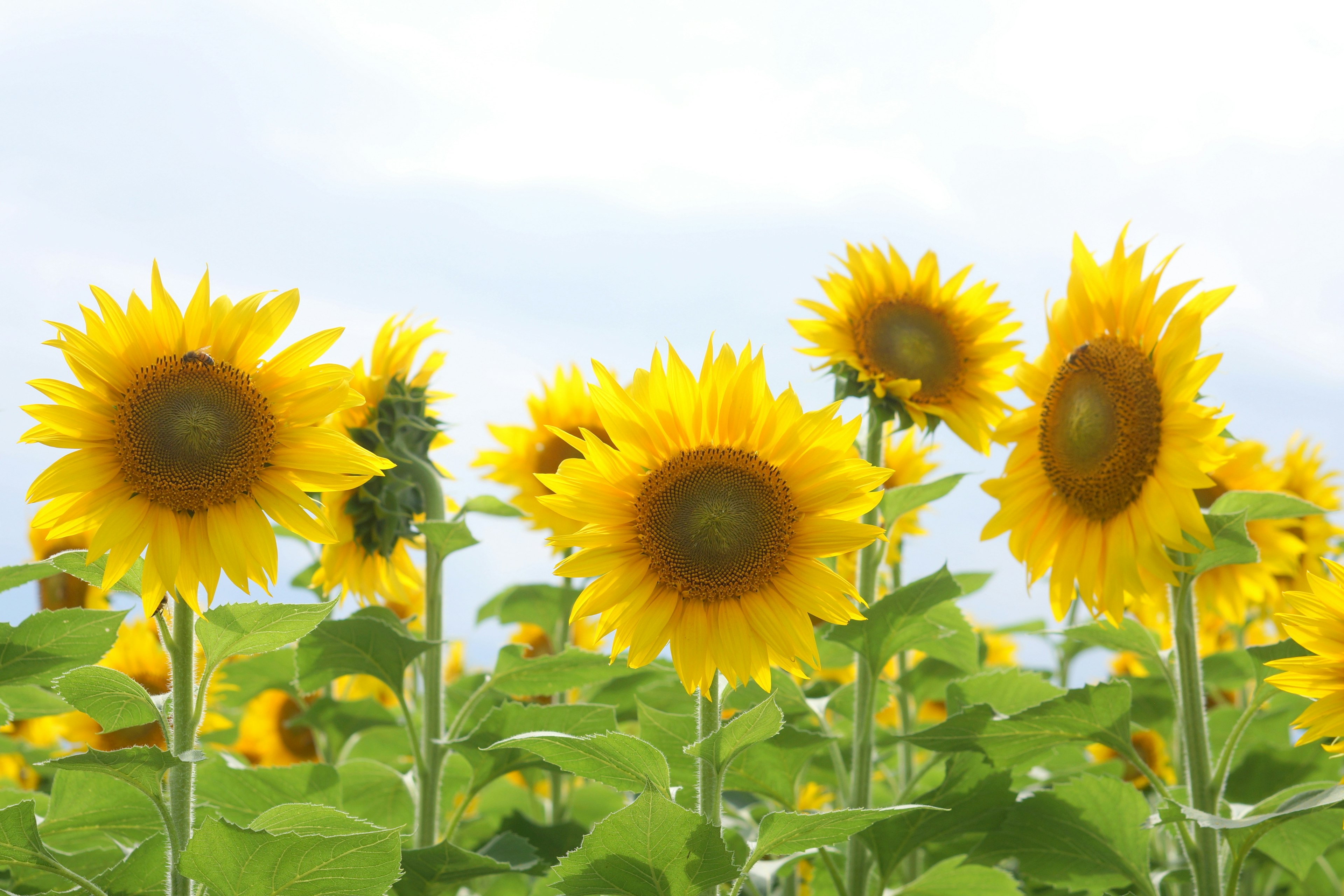 Fleurs de tournesols brillantes fleurissant sous un ciel bleu