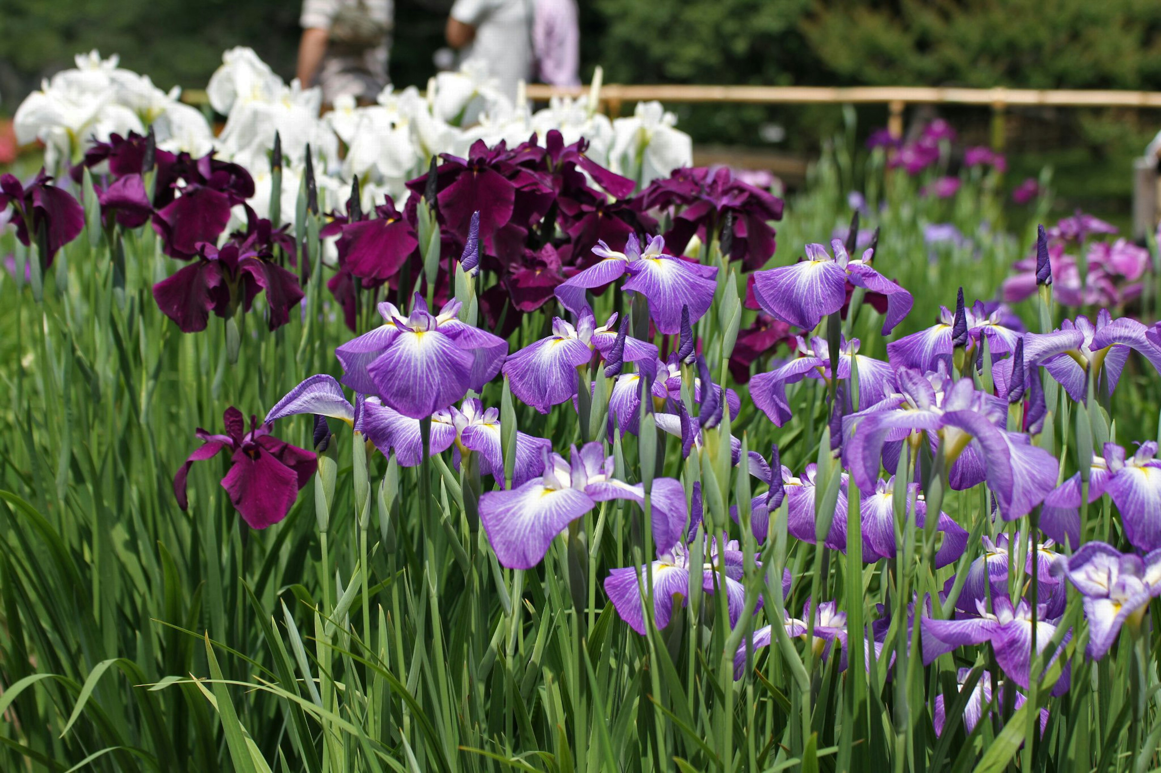 Ein schöner Blumenfeld mit blühenden lila und weißen Iris