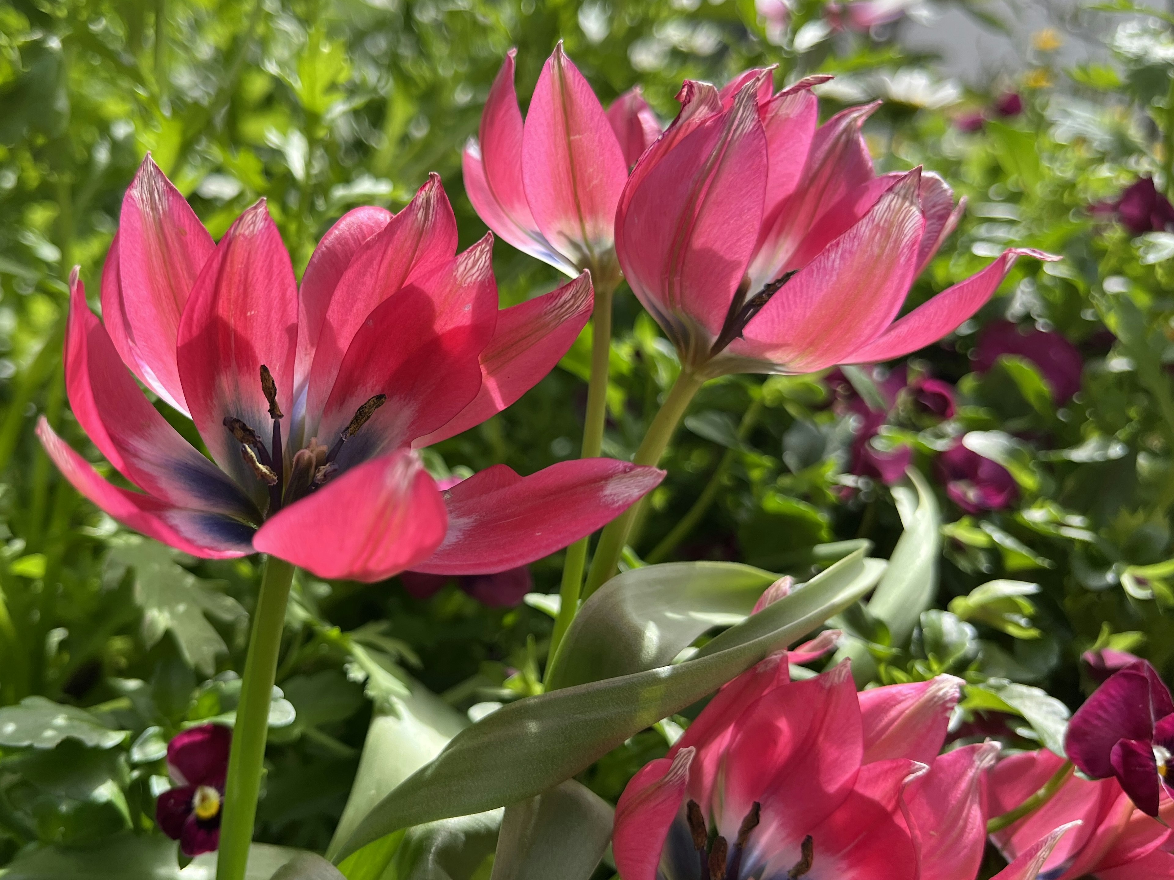 Vibrant pink tulips blooming against a green background in a garden