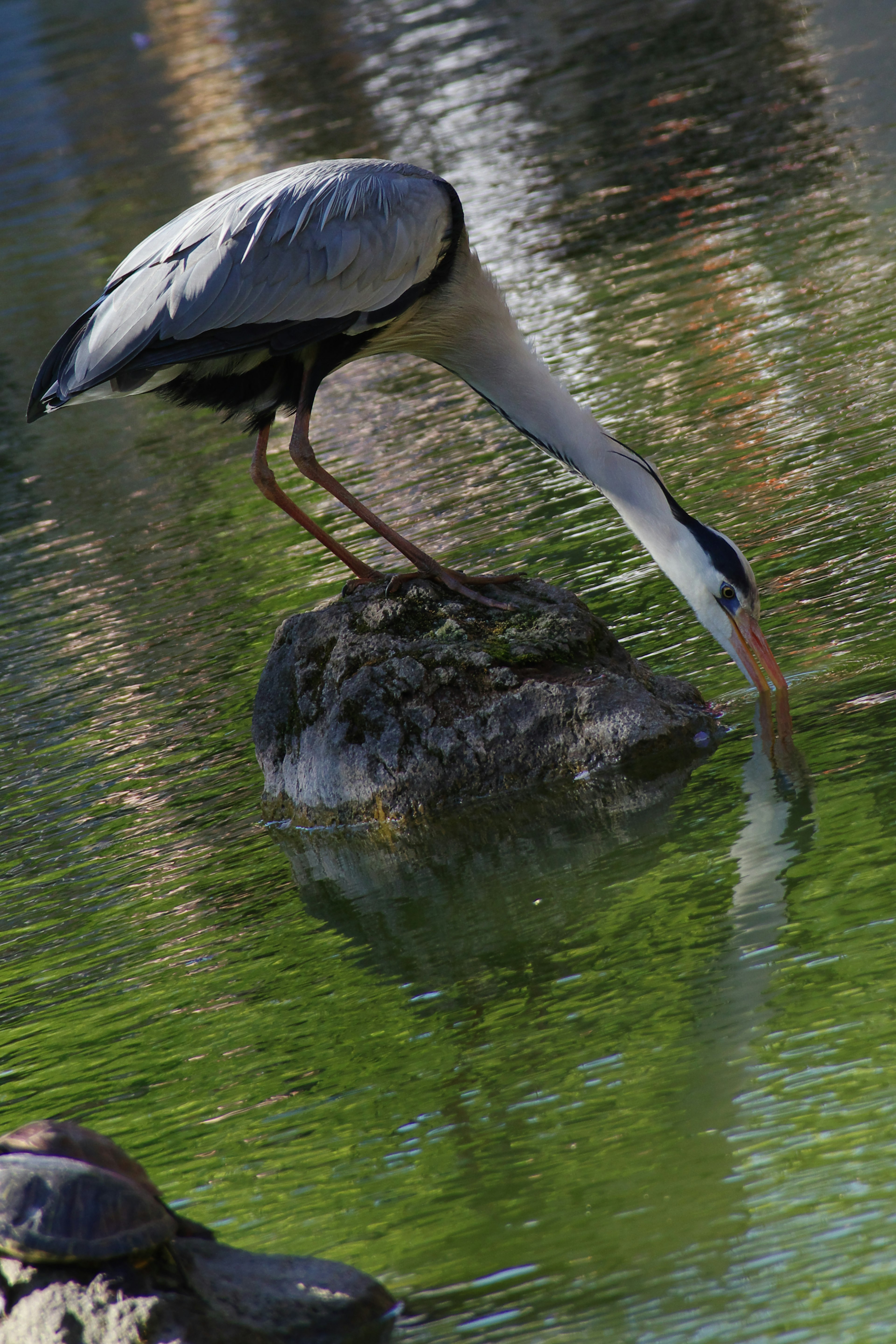 Una garza buscando comida sobre una roca reflejada en el agua