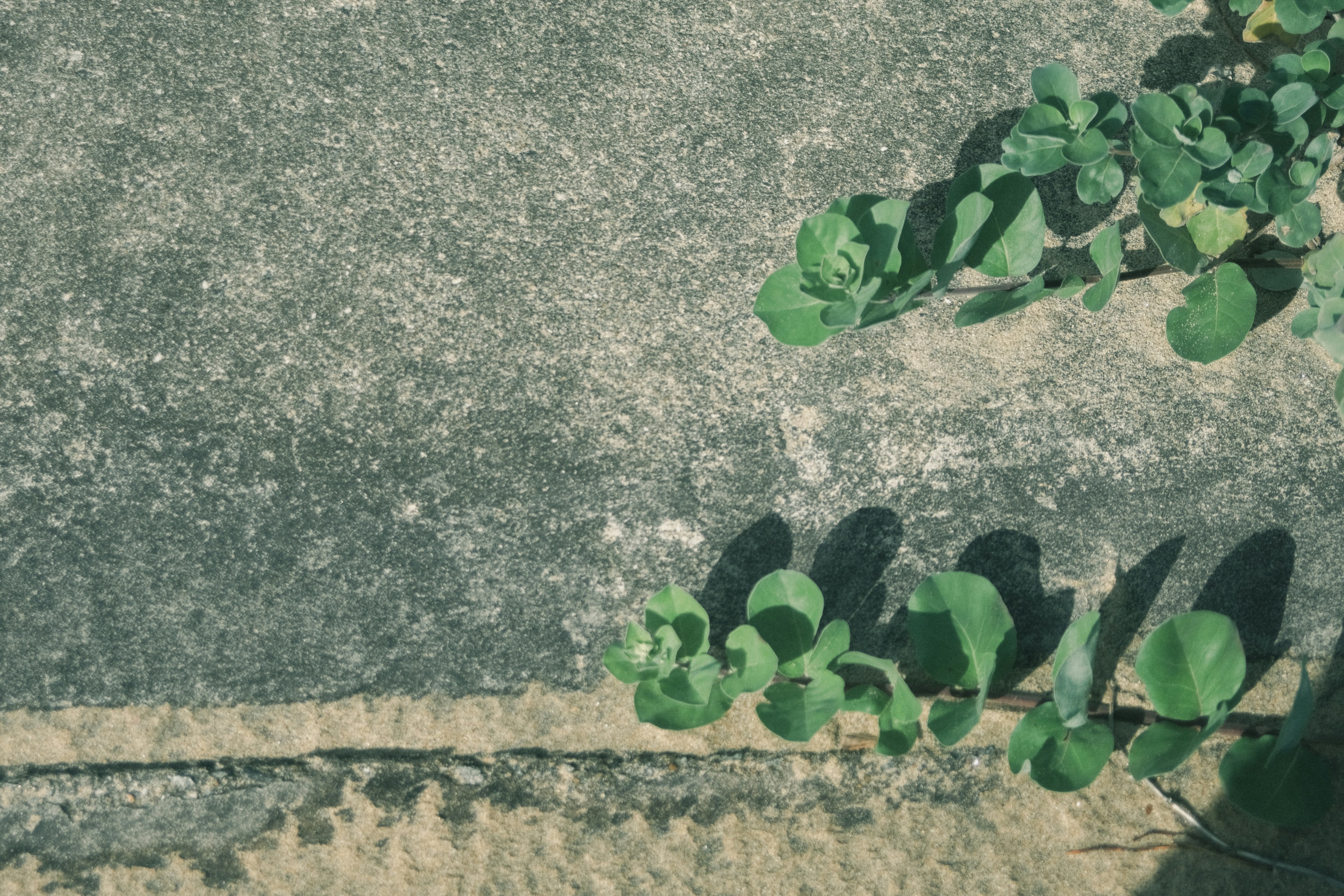 Close-up of green leaves growing on concrete surface