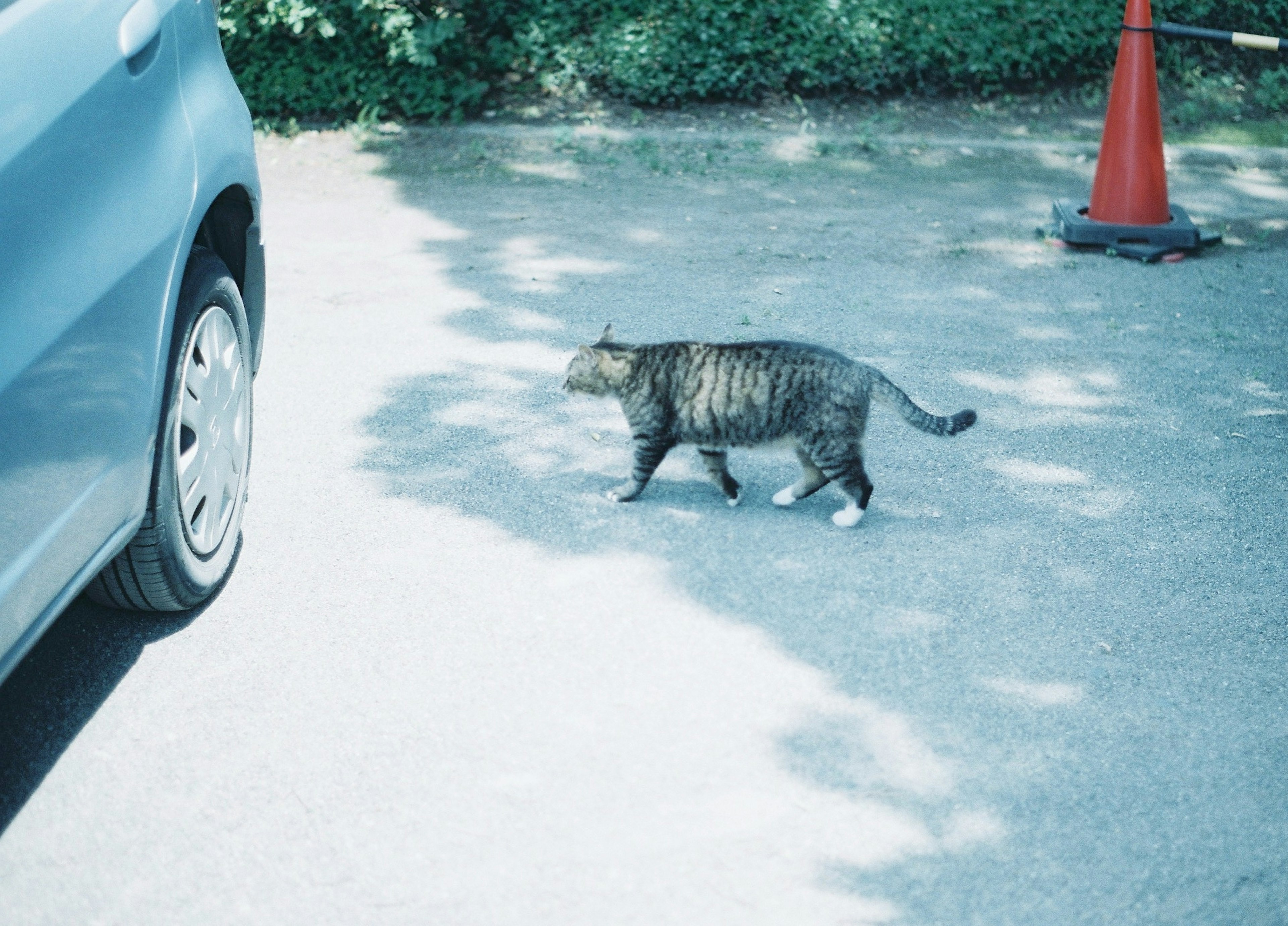 Gestreifter Kater, der in der Nähe eines Autos geht