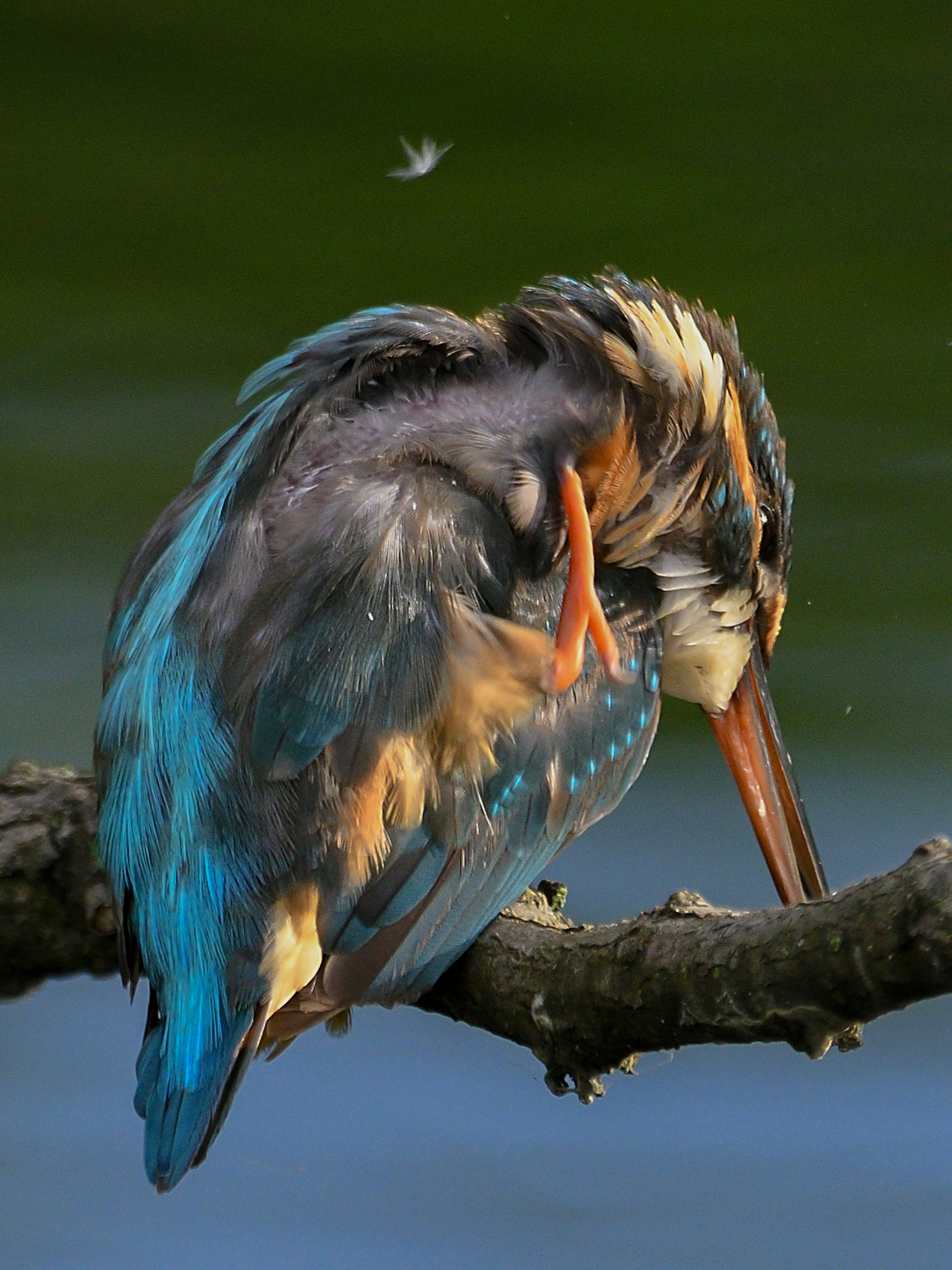 Ein Eisvogel, der auf einem Ast sitzt, mit lebhaften blauen Federn und einem orangefarbenen Schnabel