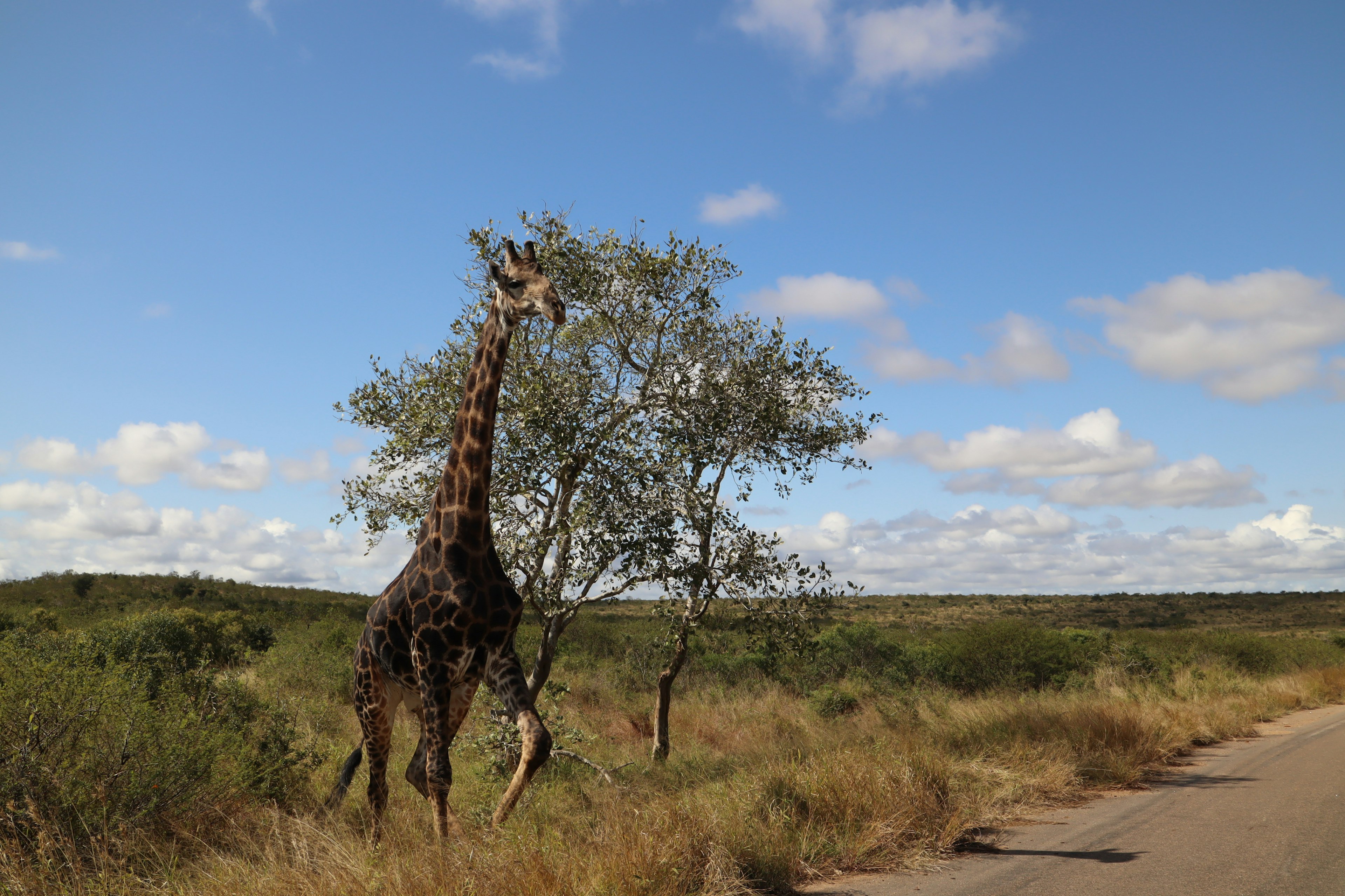 Giraffe standing near a tree under a blue sky