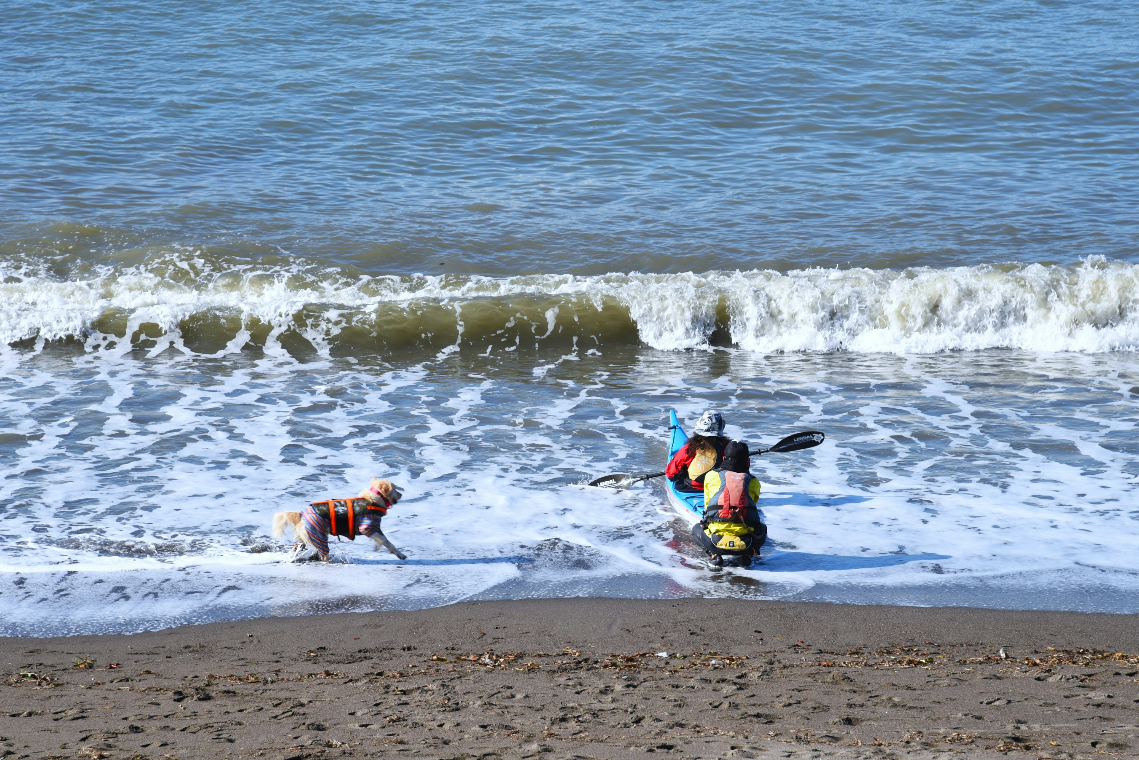 A dog playing at the beach while a person kayaks