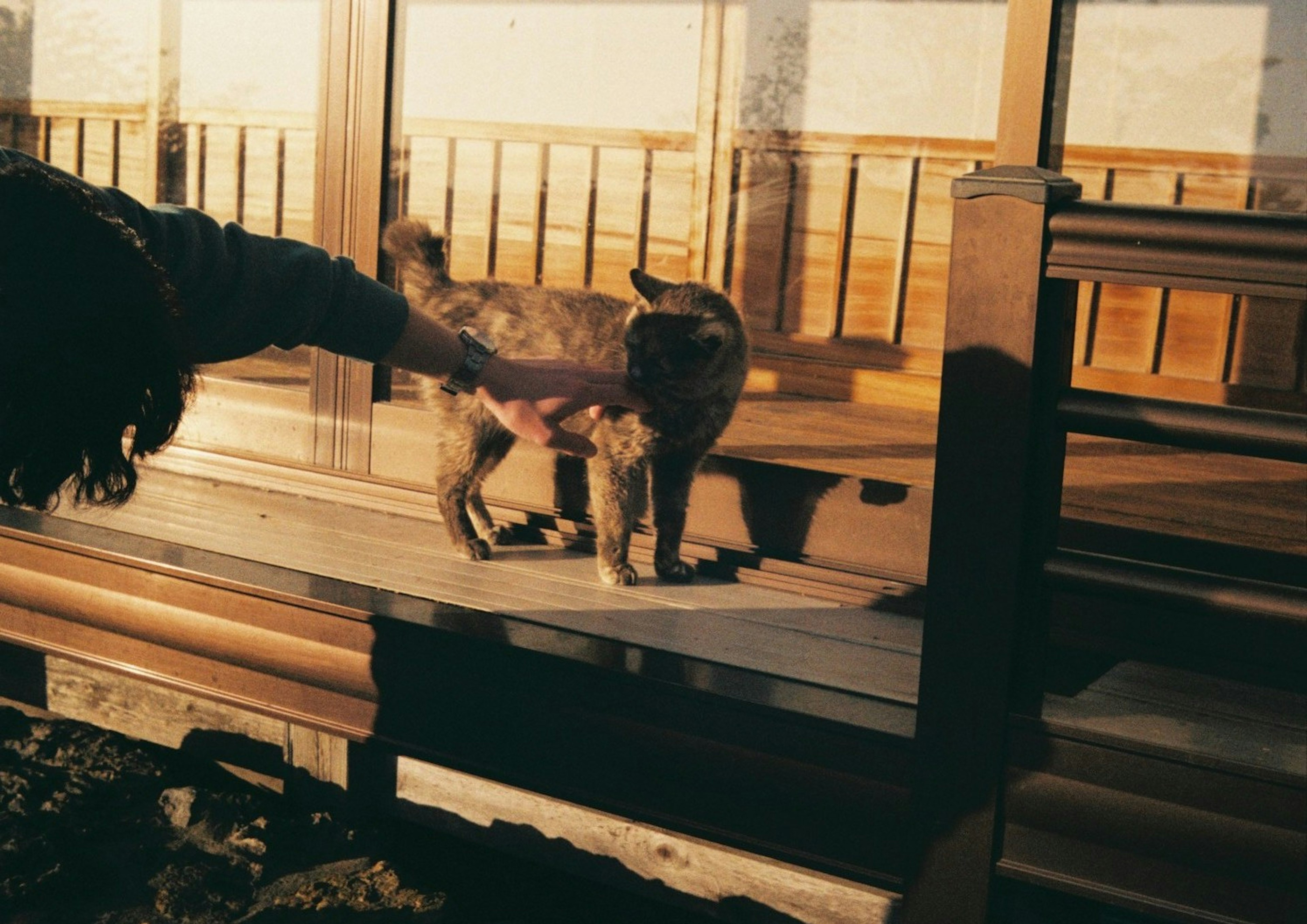 A hand reaching out to pet a cat on a wooden deck