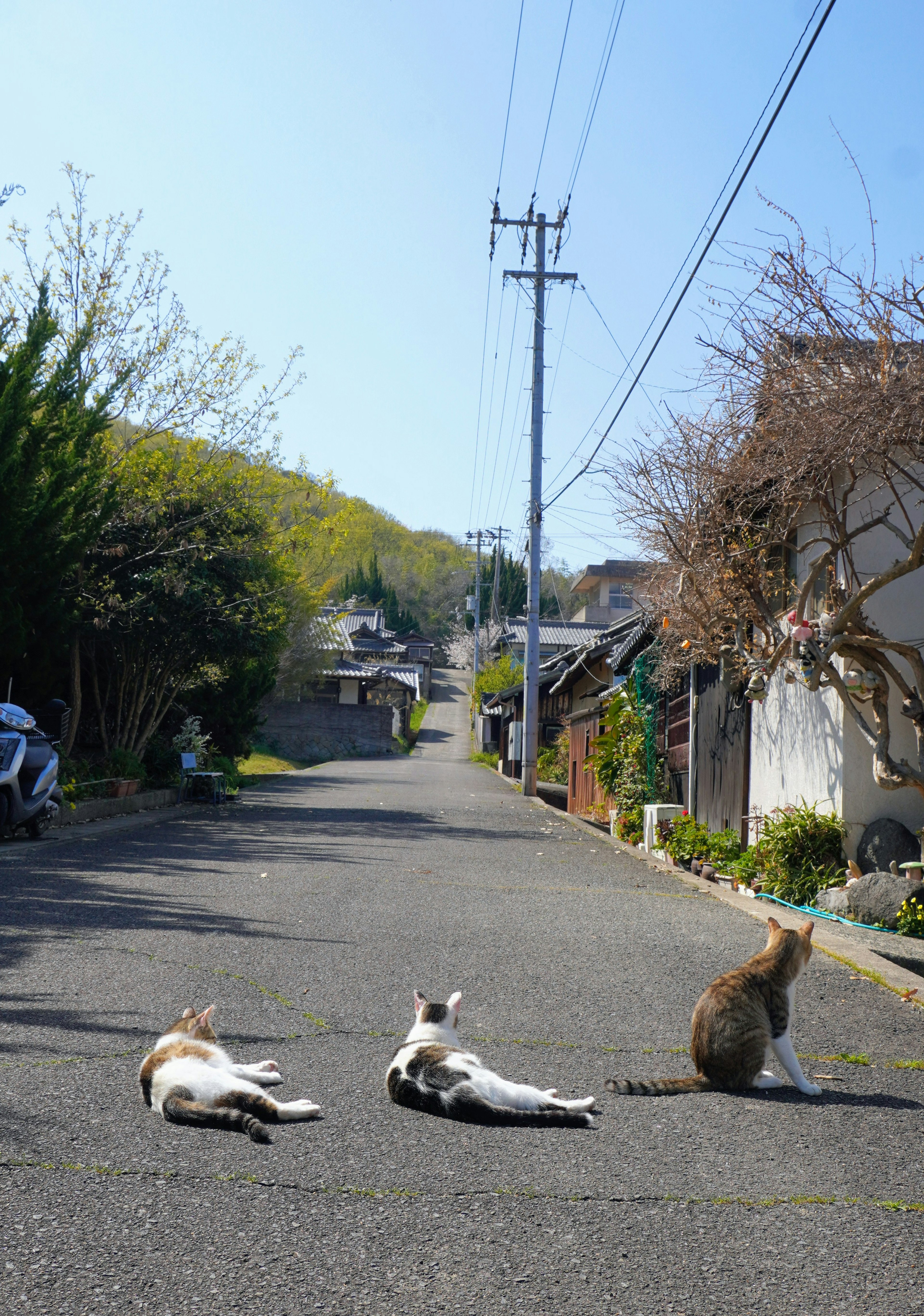 穏やかな道に横たわる三匹の猫と犬の風景