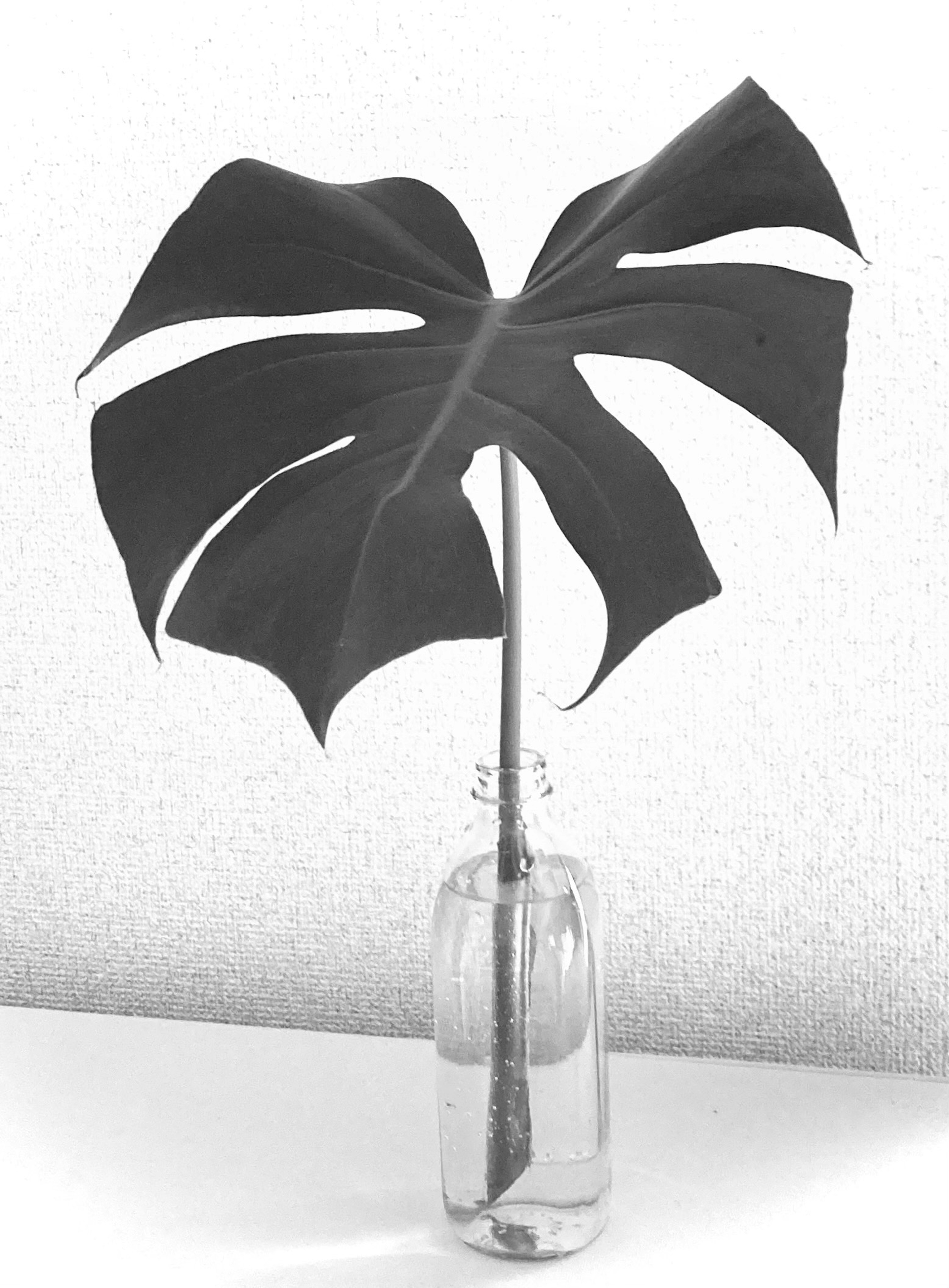 Monstera-Blatt in einer Glasflasche