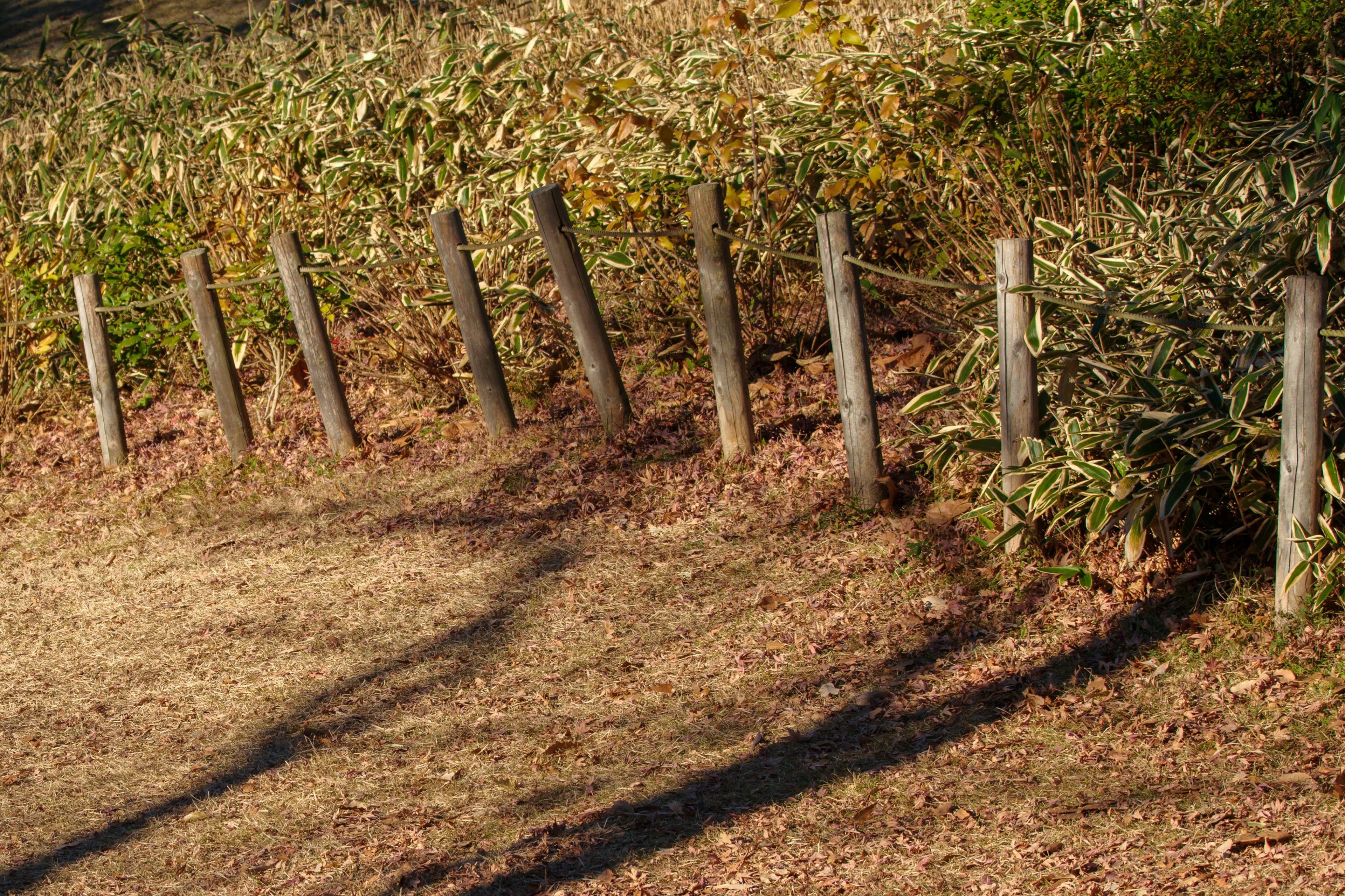 Paesaggio con pali di legno su terreno secco