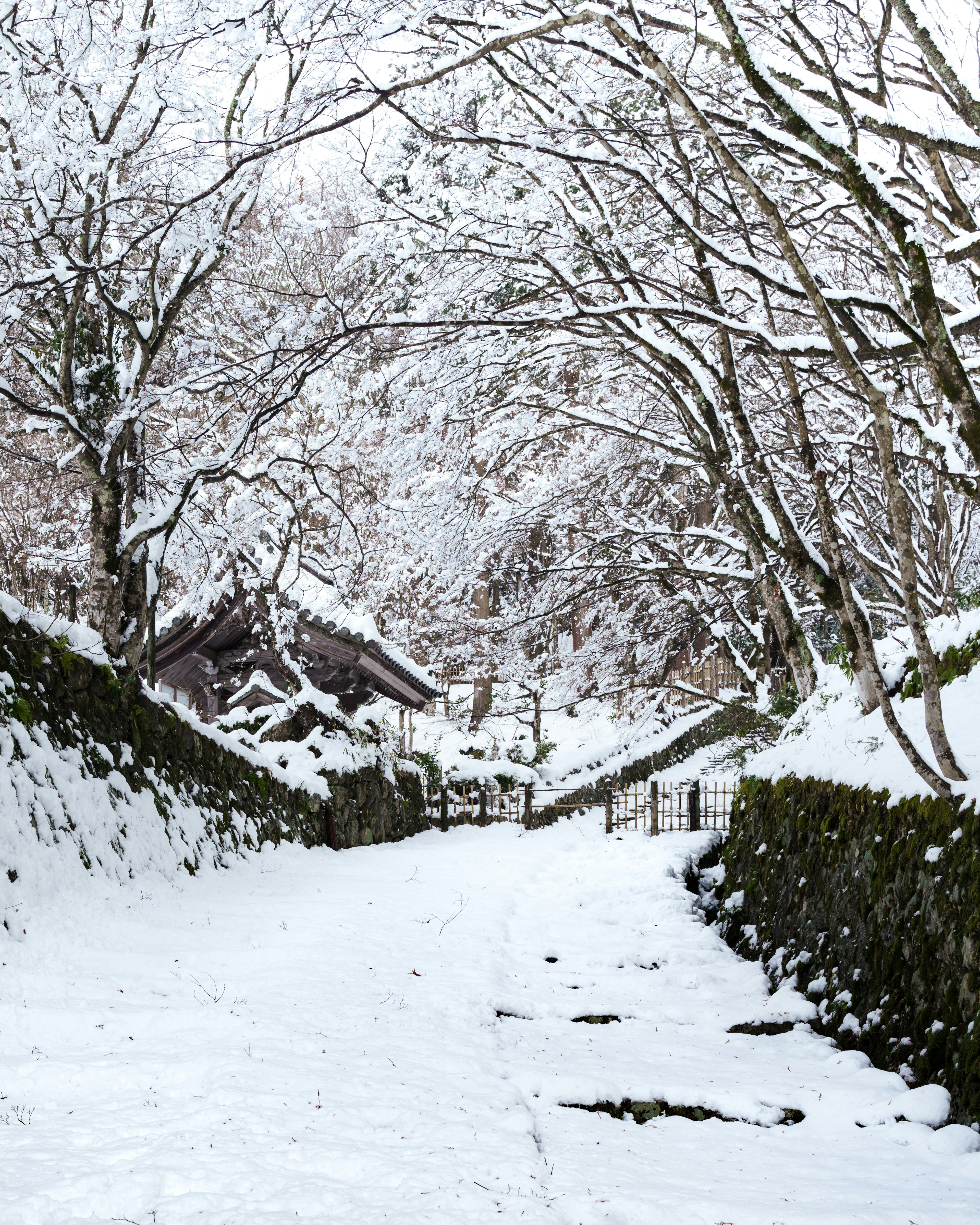 Sentiero coperto di neve fiancheggiato da alberi con un edificio in lontananza