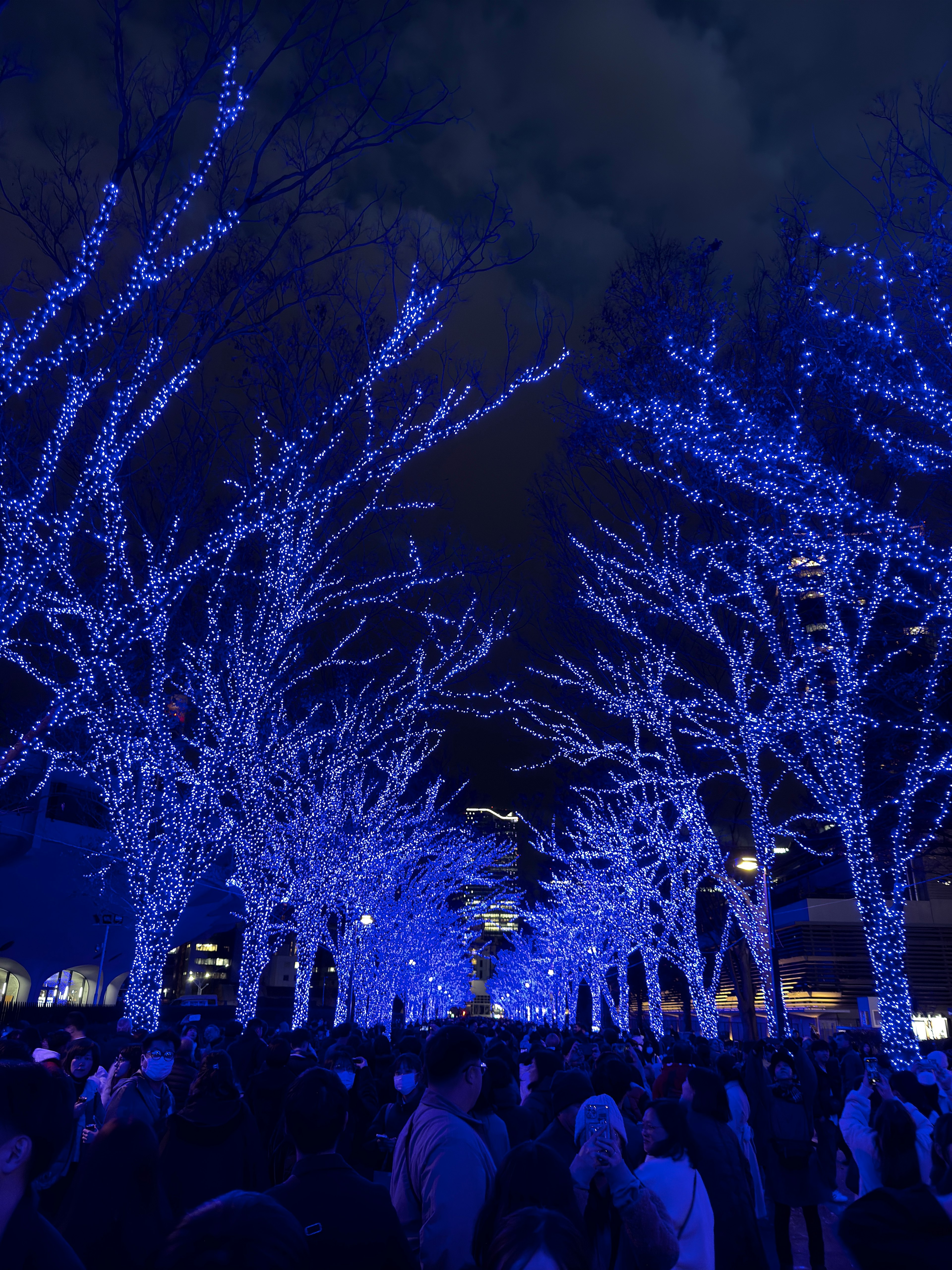 青い光で装飾された木々が並ぶ夜の風景