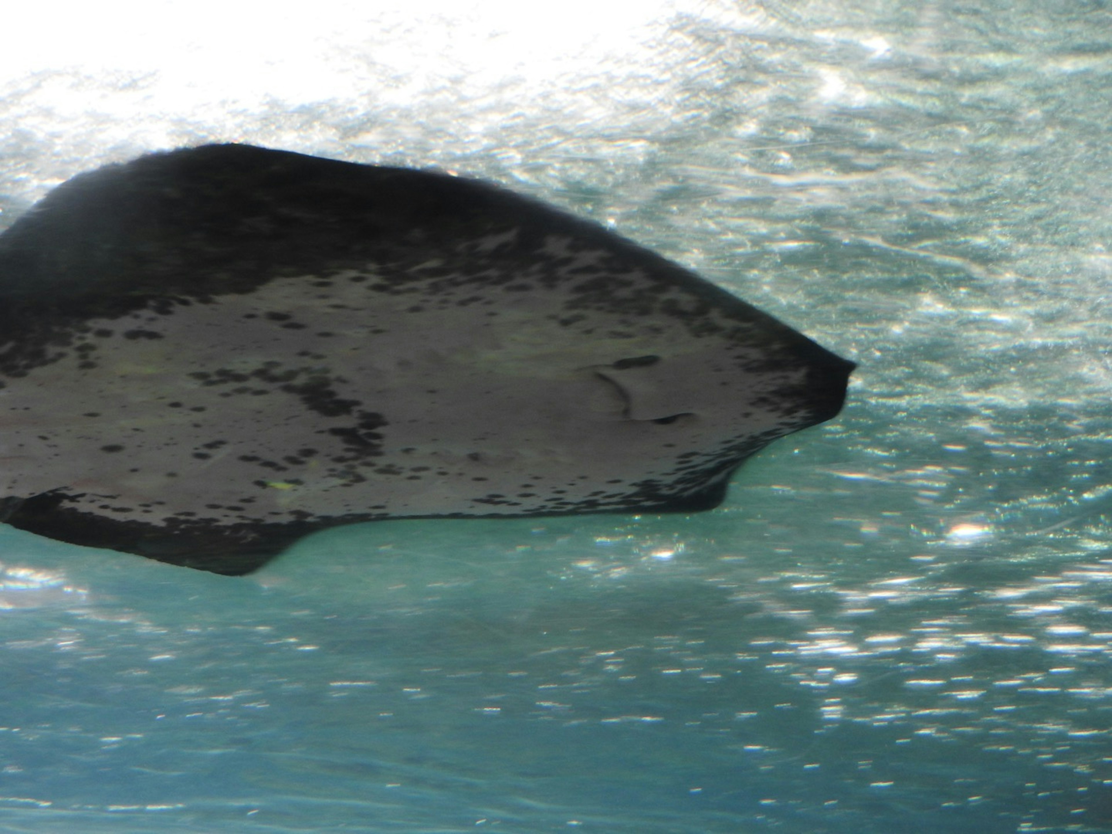 Silhouette of a stingray swimming underwater