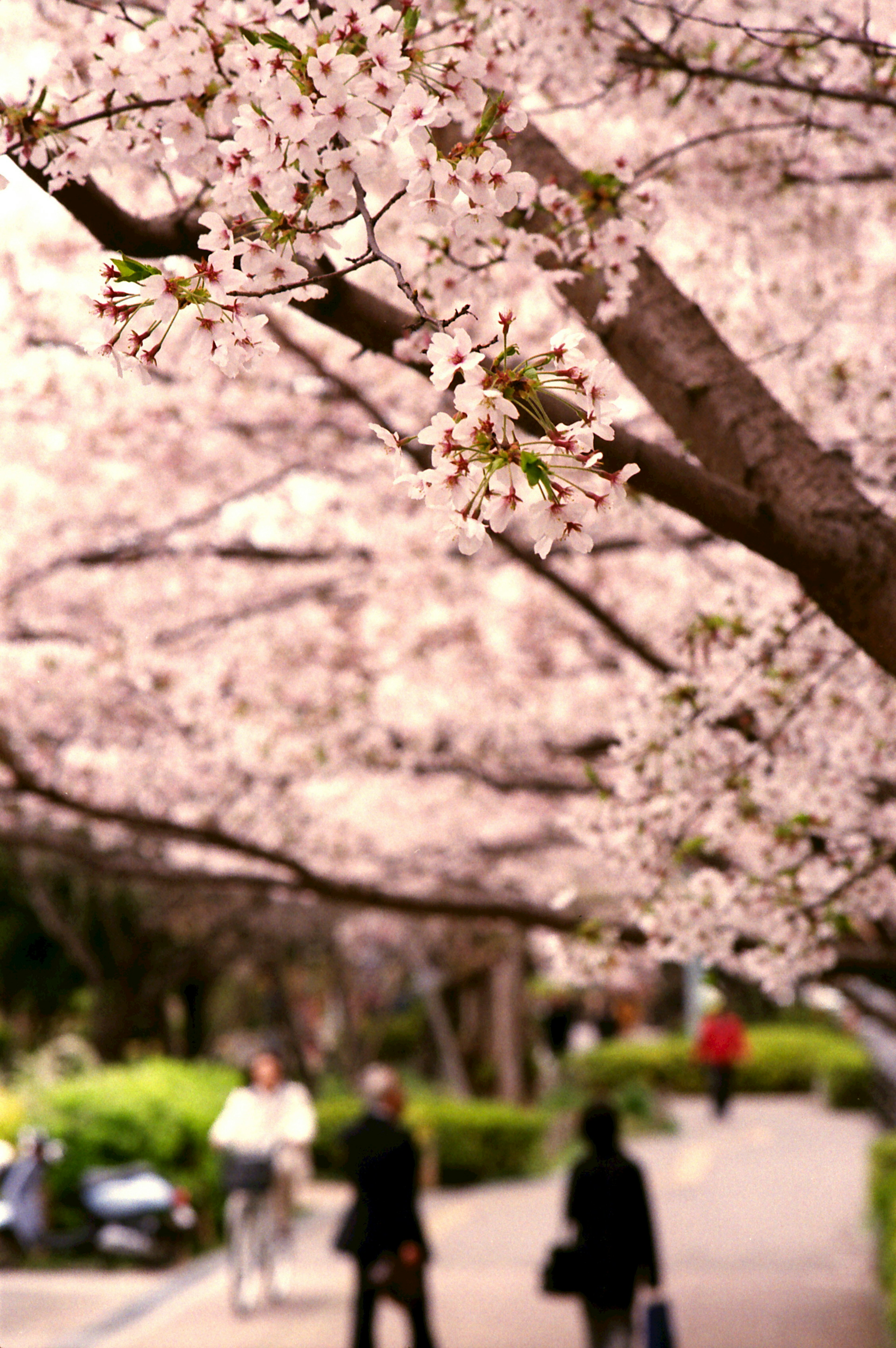 Personas caminando por un camino bordeado de cerezos en flor