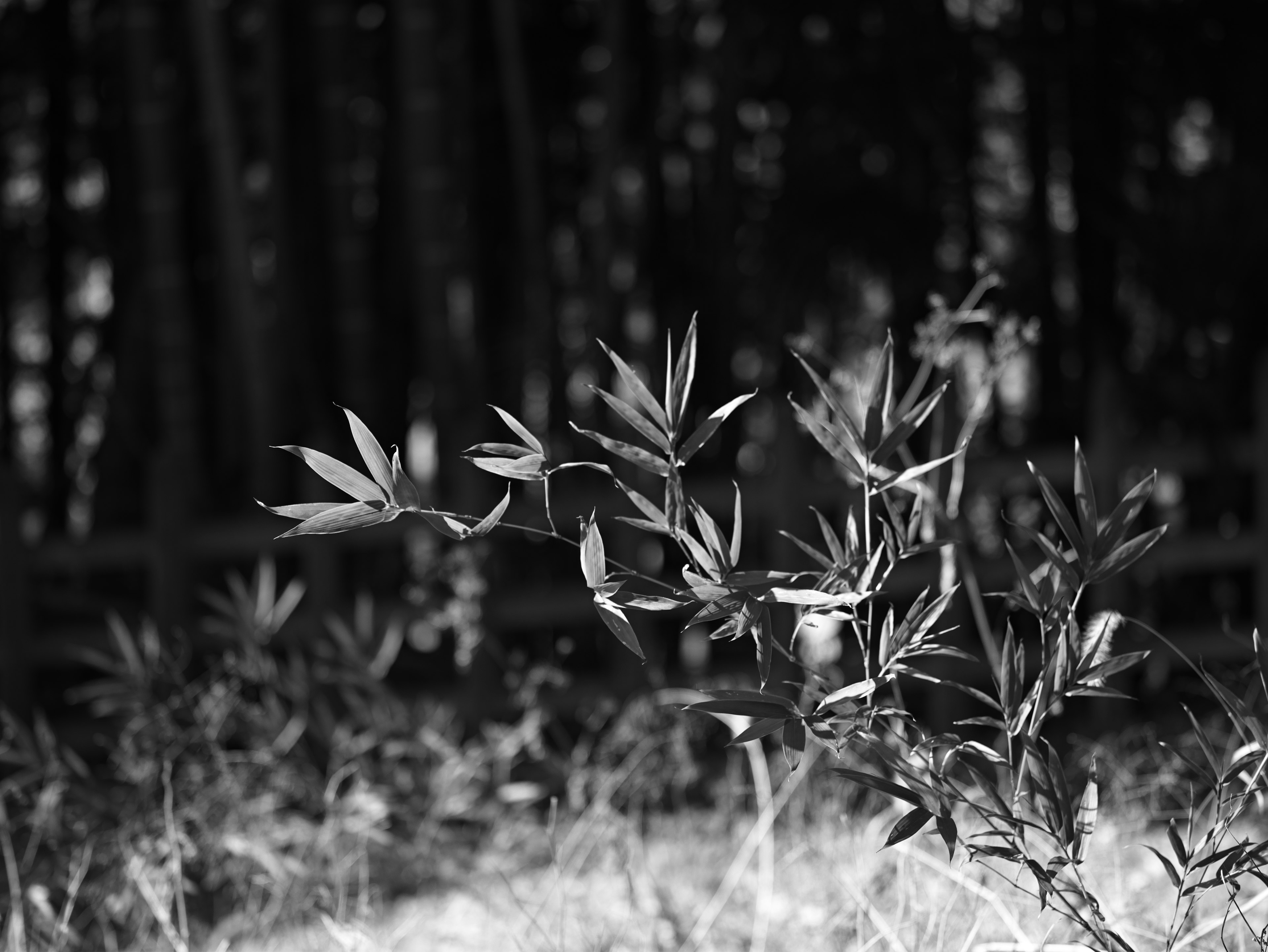 Image mettant en avant des feuilles de bambou fines sur un fond noir et blanc