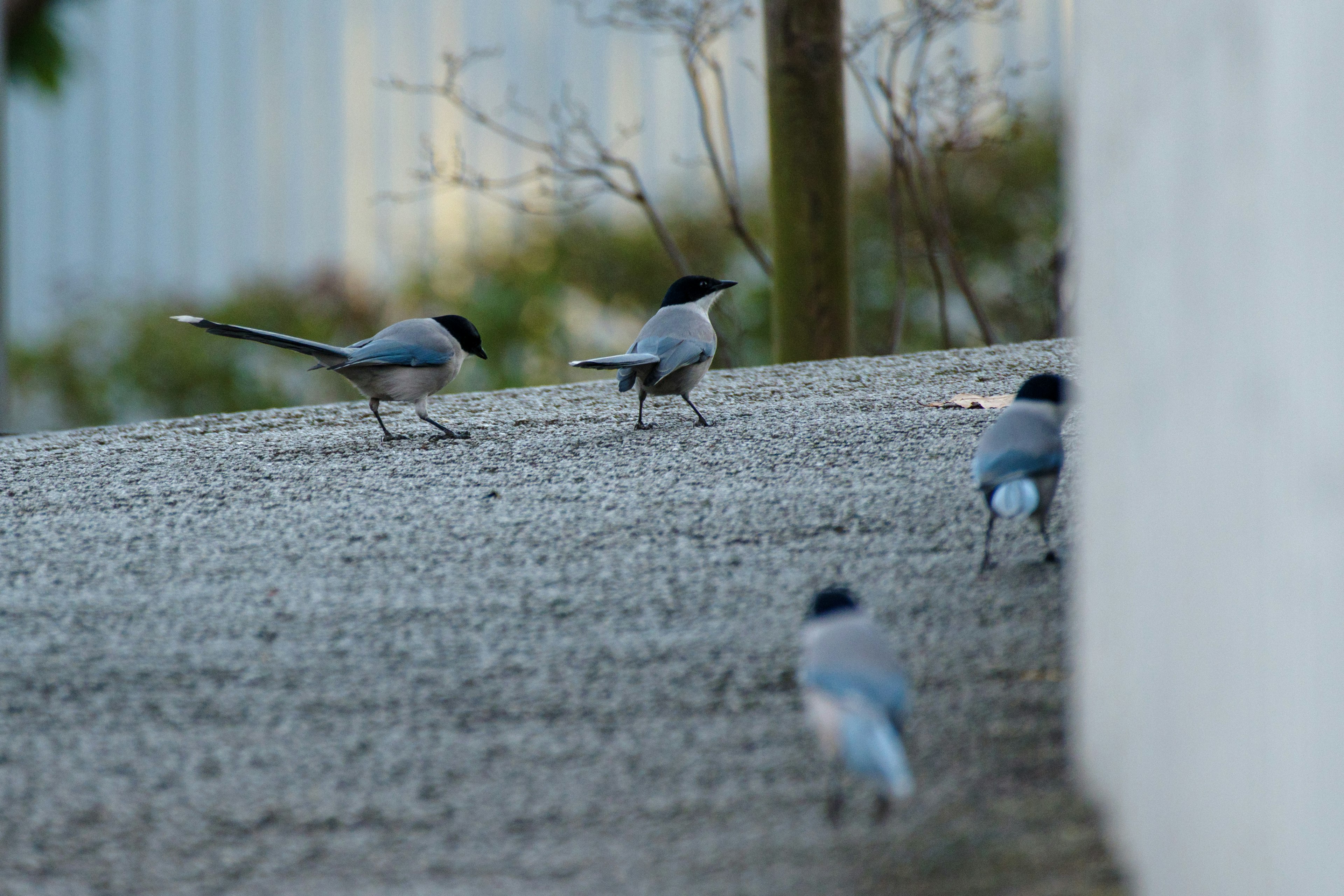 Several small birds walking on the ground with blue and gray plumage