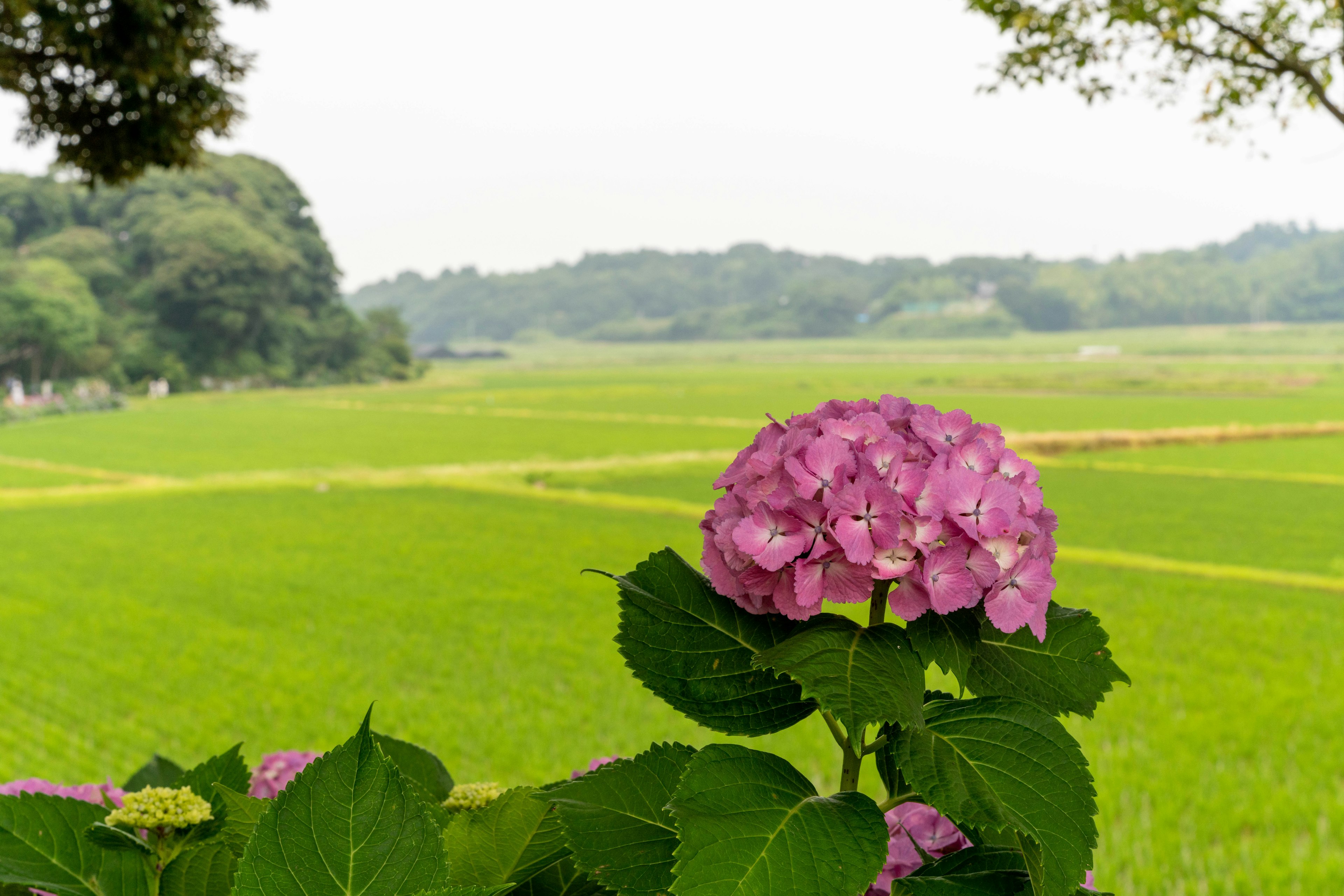 Fiore di ortensia con paesaggio rurale verde