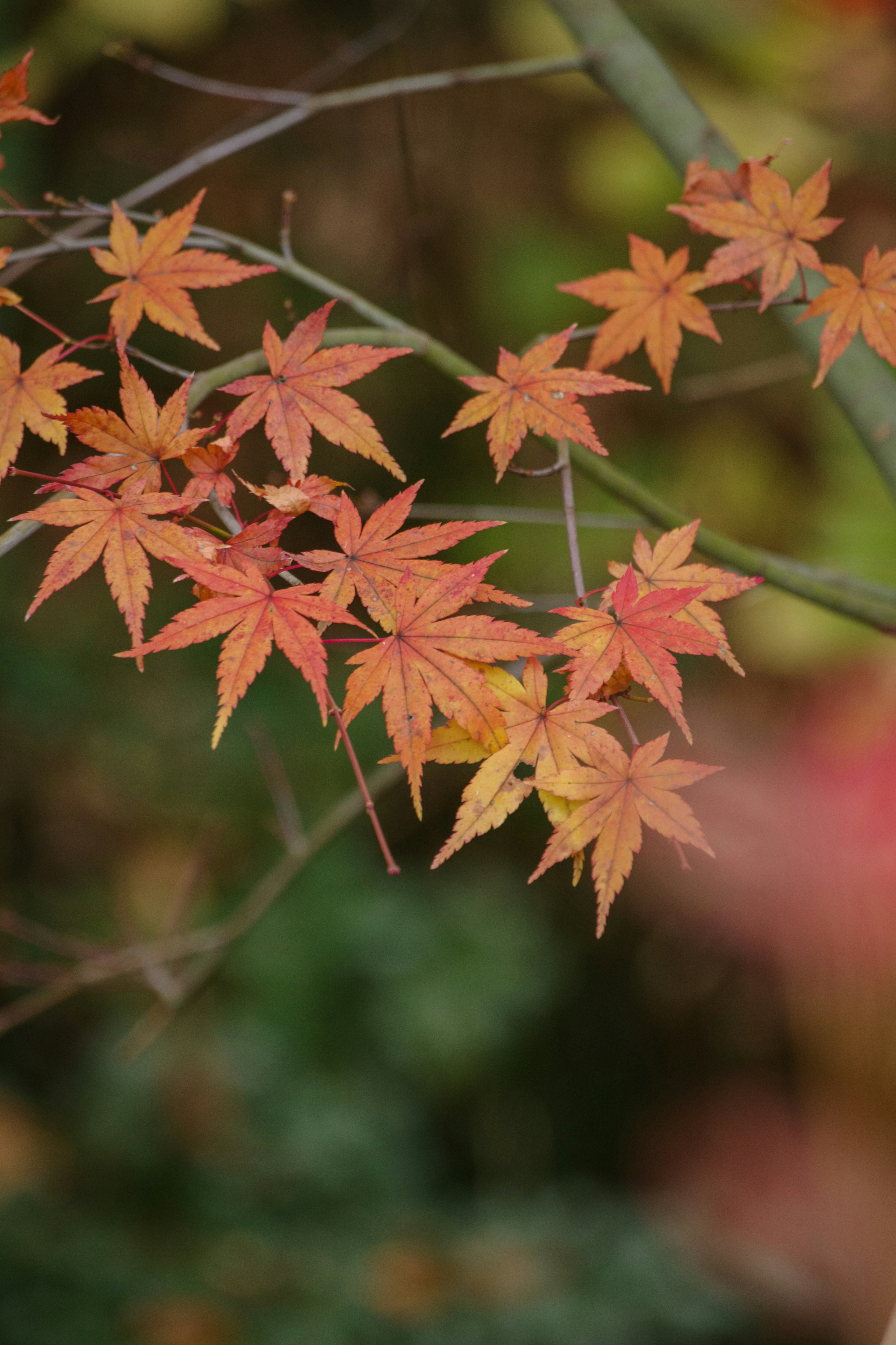 Daun maple musim gugur yang cerah dalam nuansa oranye dan merah