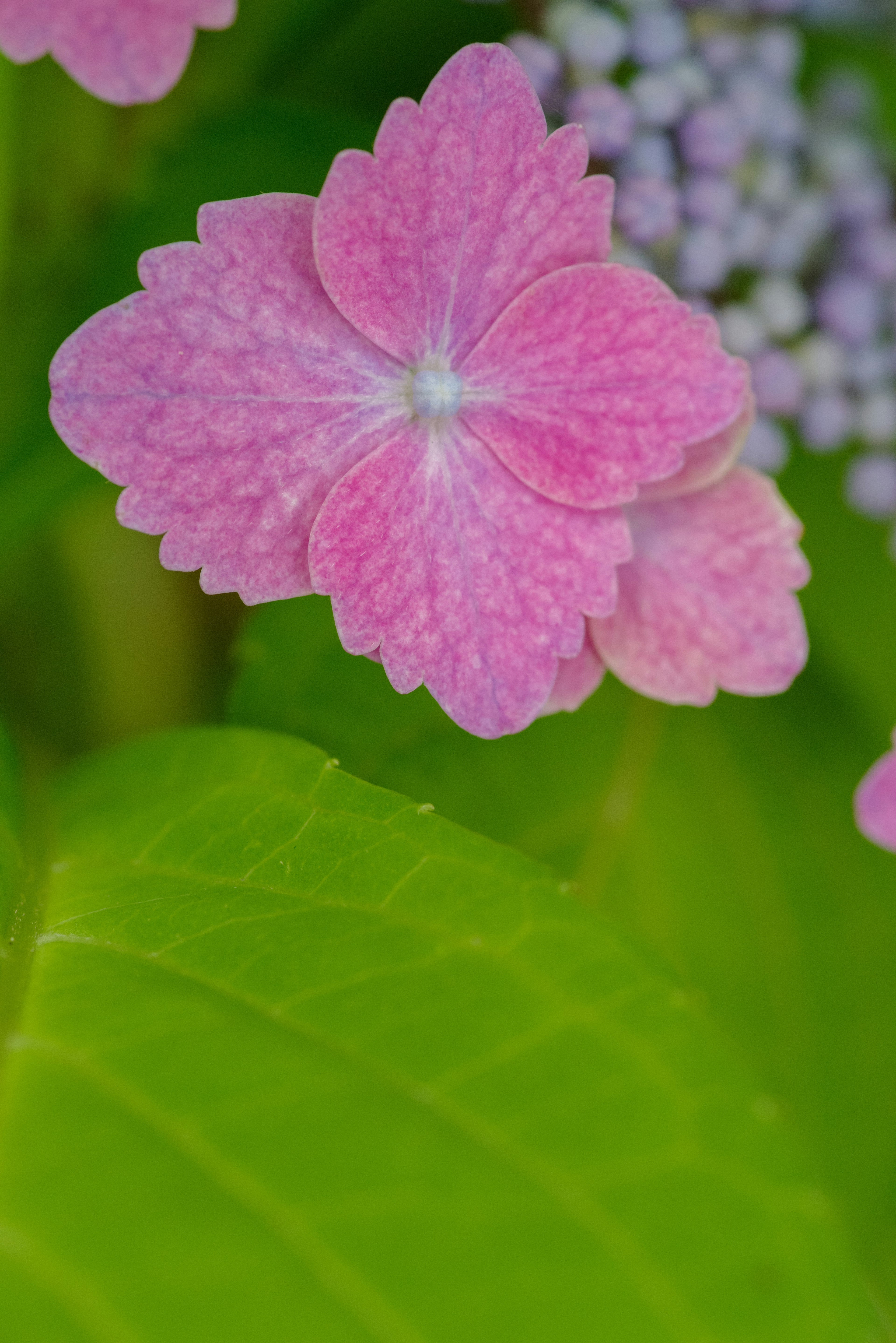 Acercamiento de una flor de hortensia rosa con hojas verdes