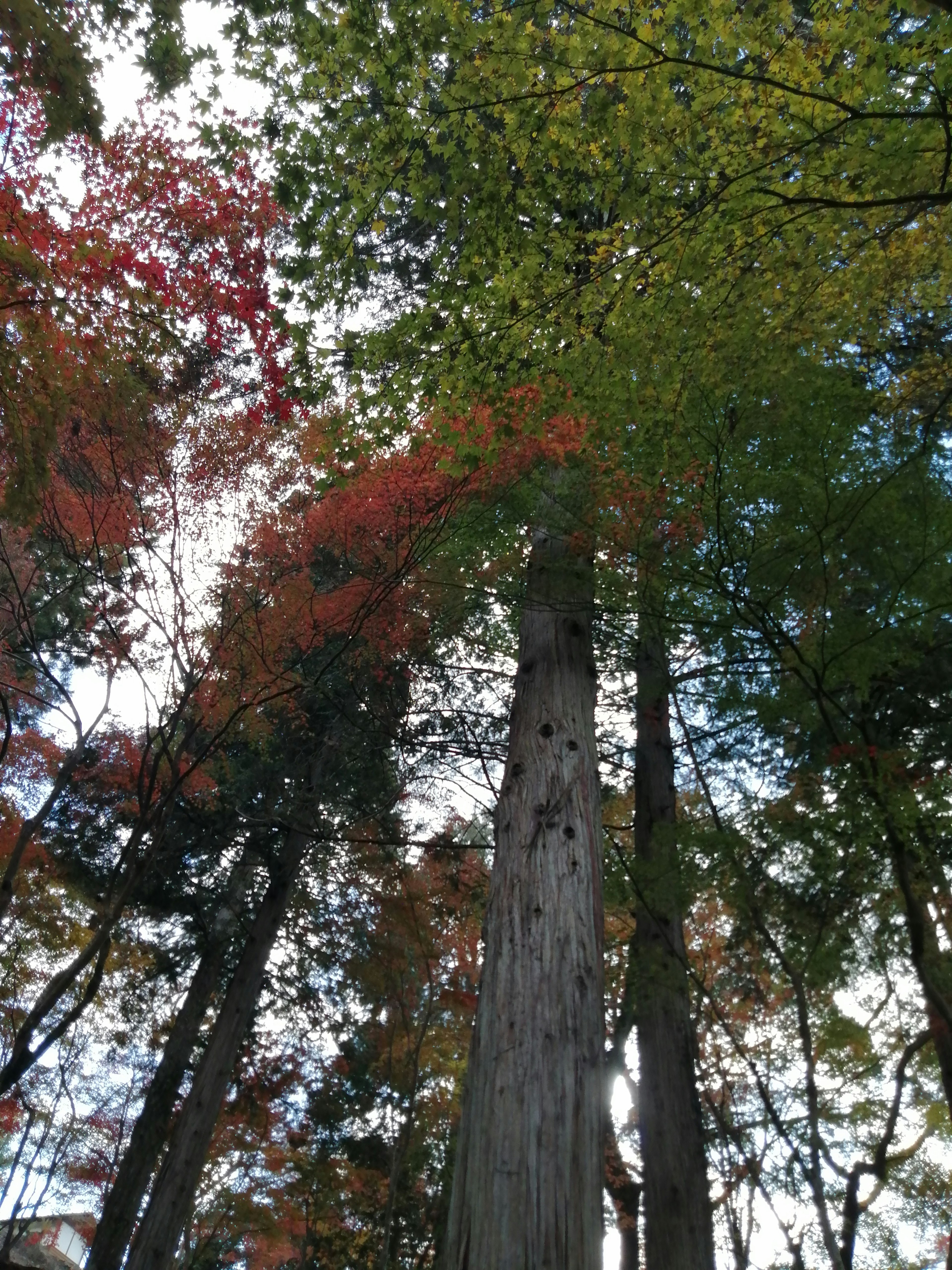 View looking up at tall trees in autumn colorful red and green leaves