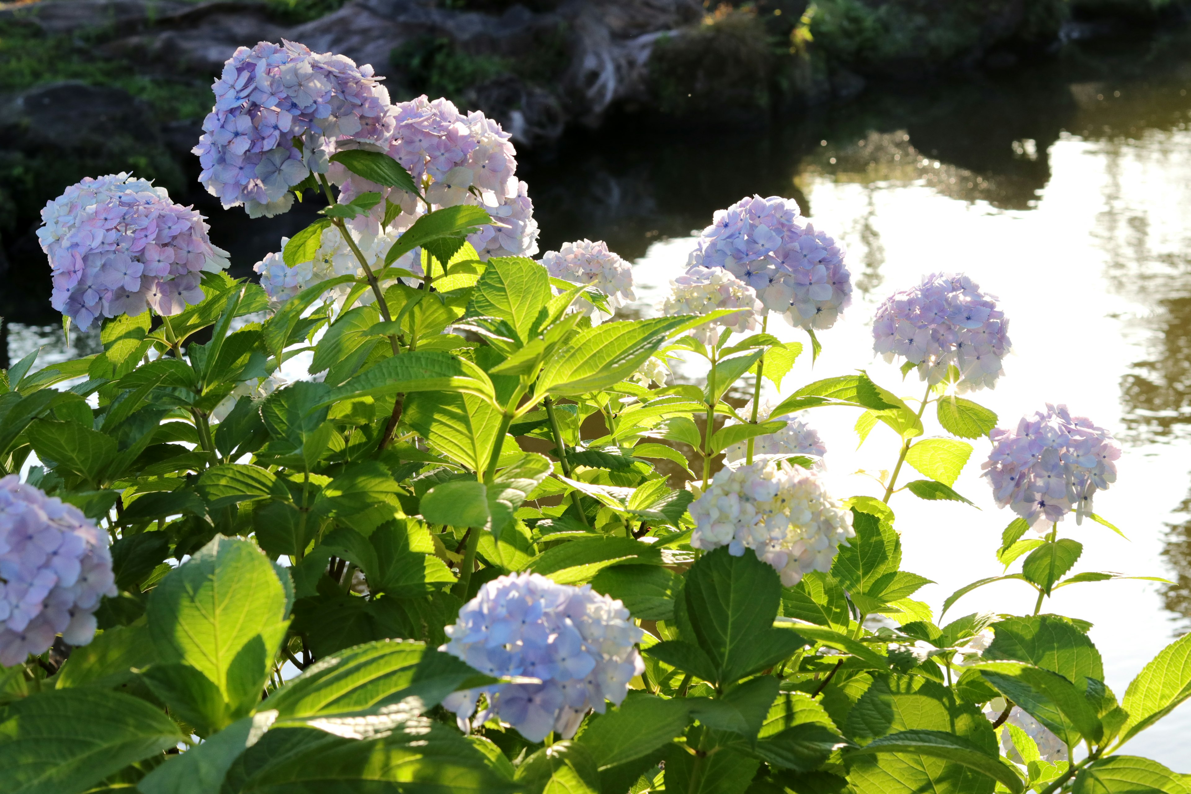 Bunga hortensia ungu di tepi air