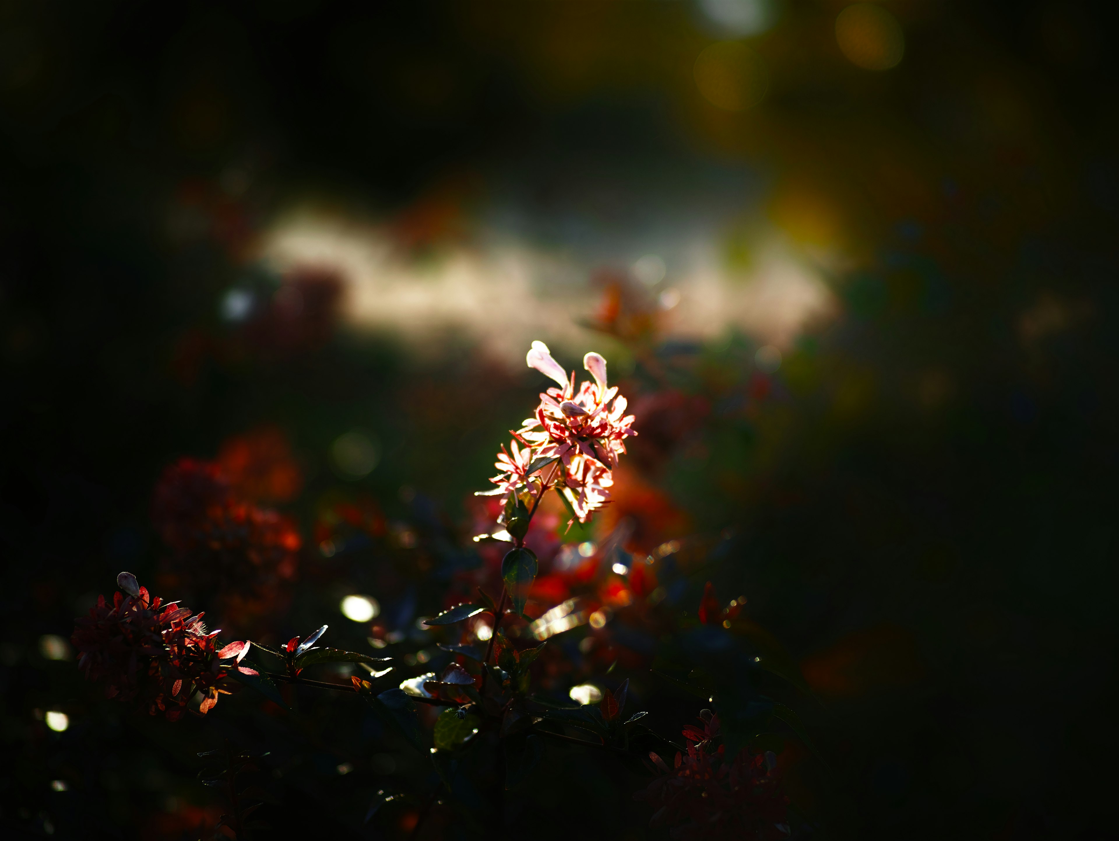 Primo piano di un fiore luminoso su sfondo scuro