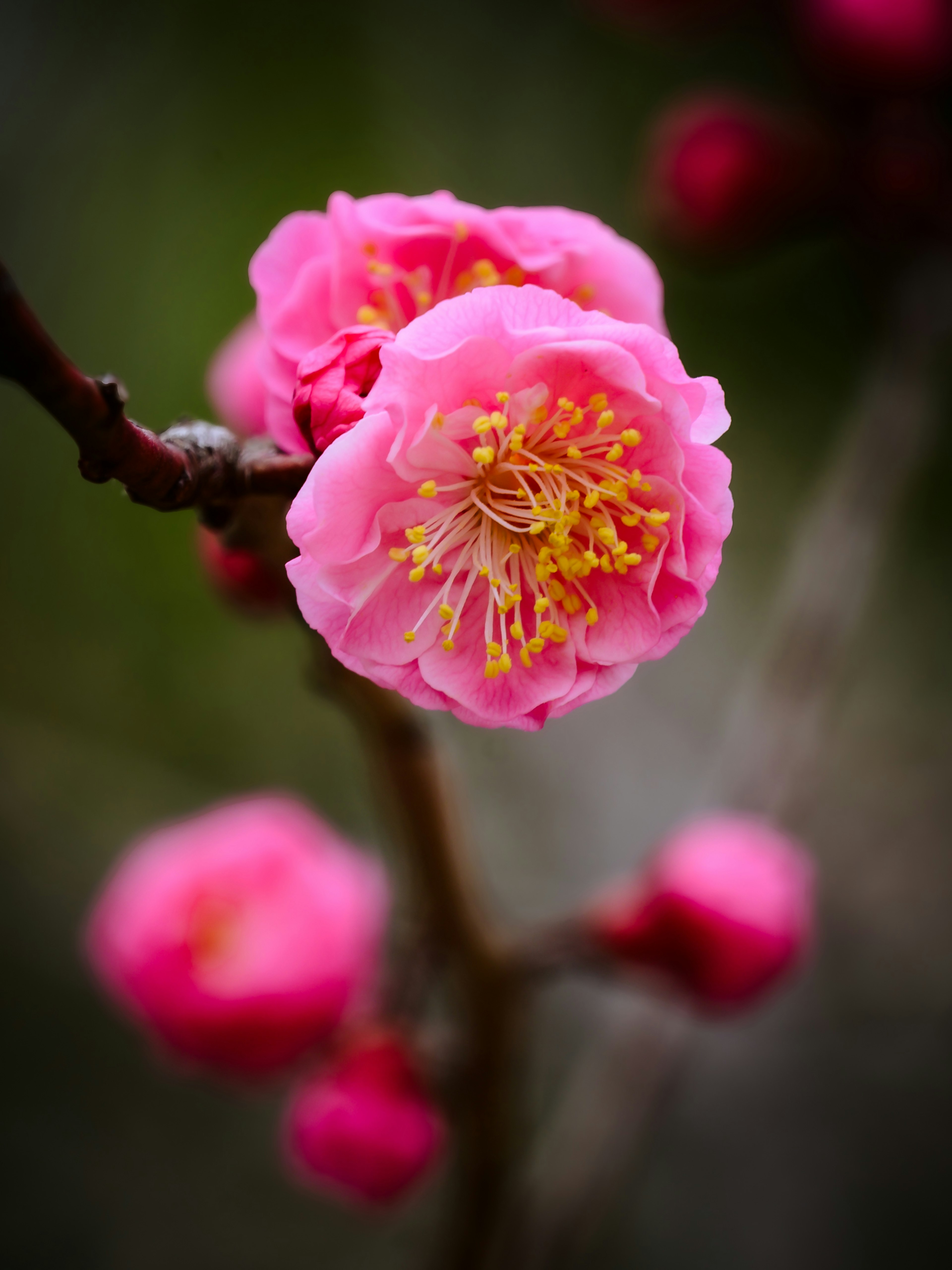 Primer plano de flores de ciruelo rosa en una rama