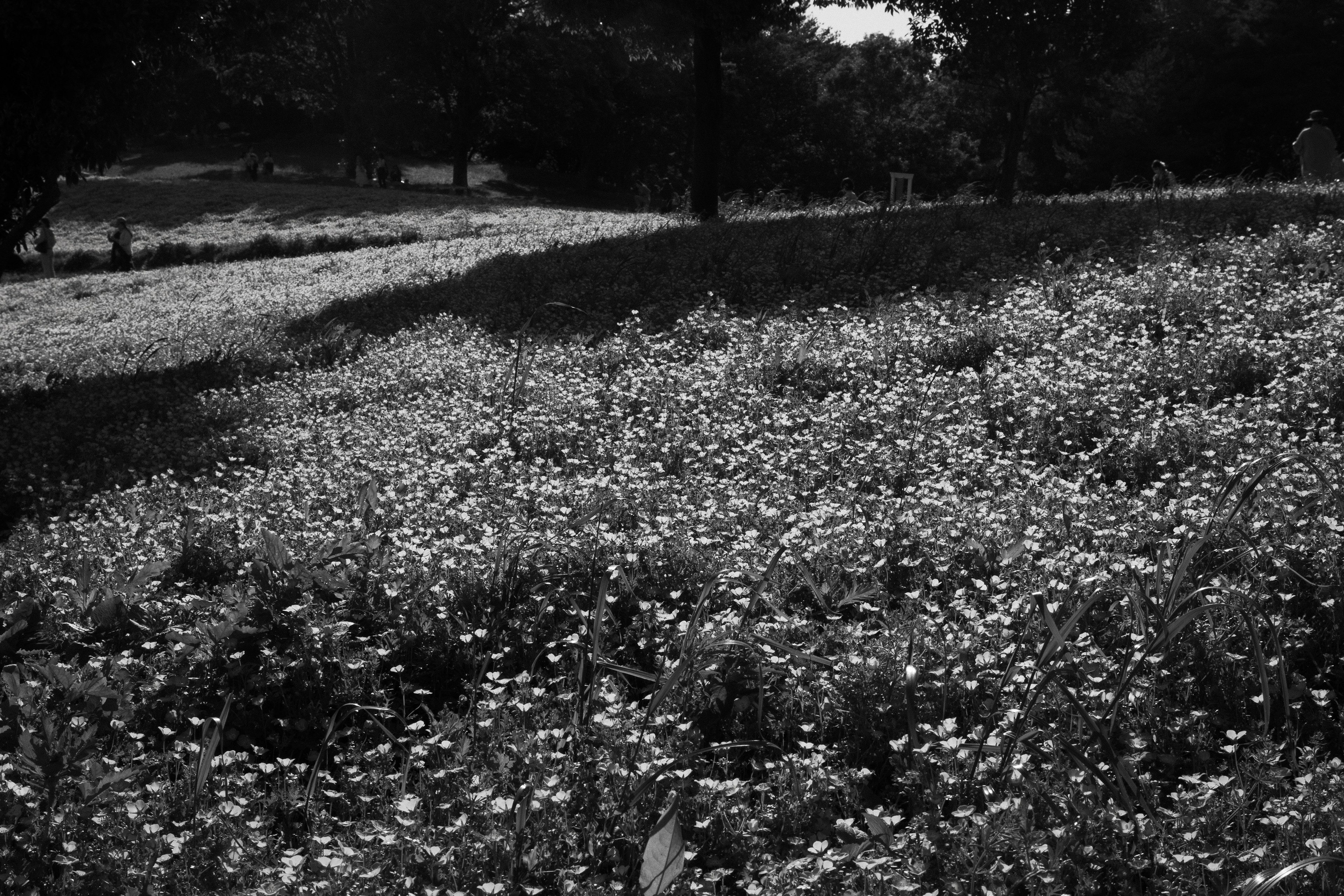 白黒の花畑の風景 大きな木と曲がりくねった小道が見える