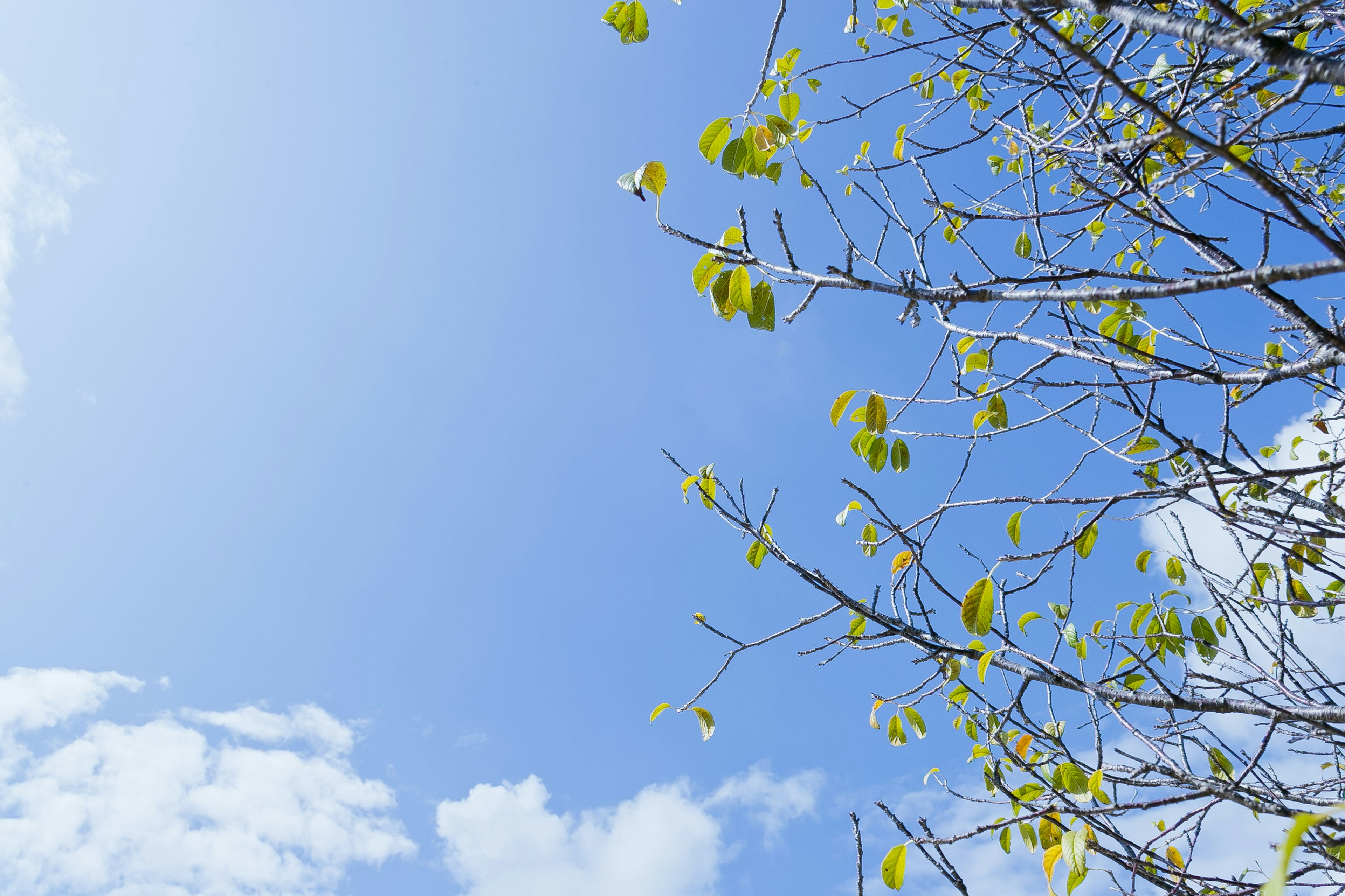 Tree branches with green leaves against a blue sky