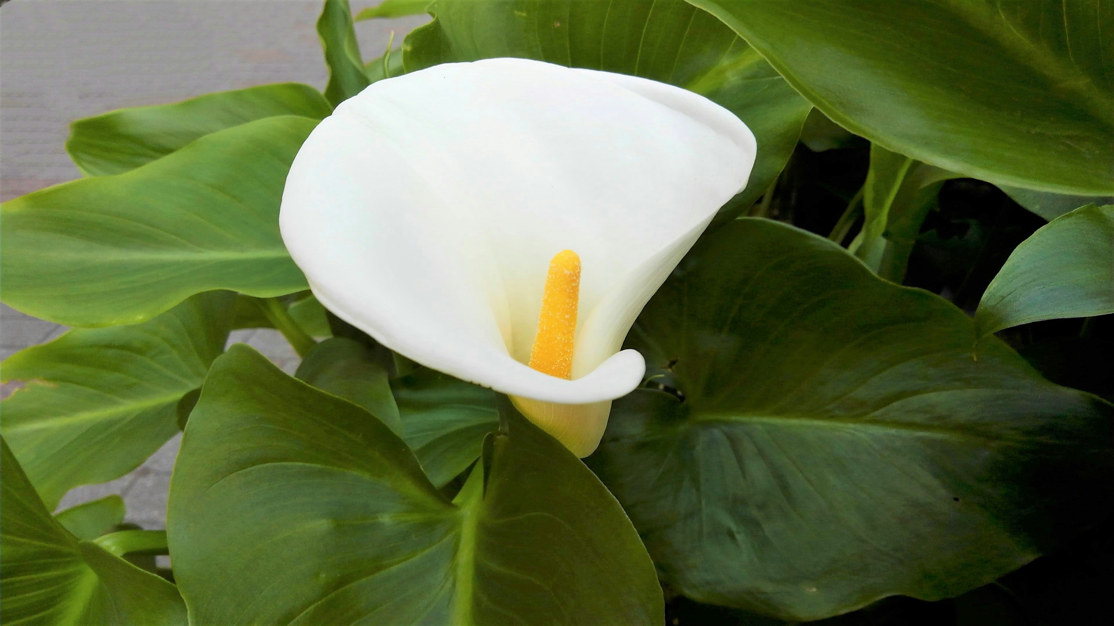 White calla lily flower with green leaves