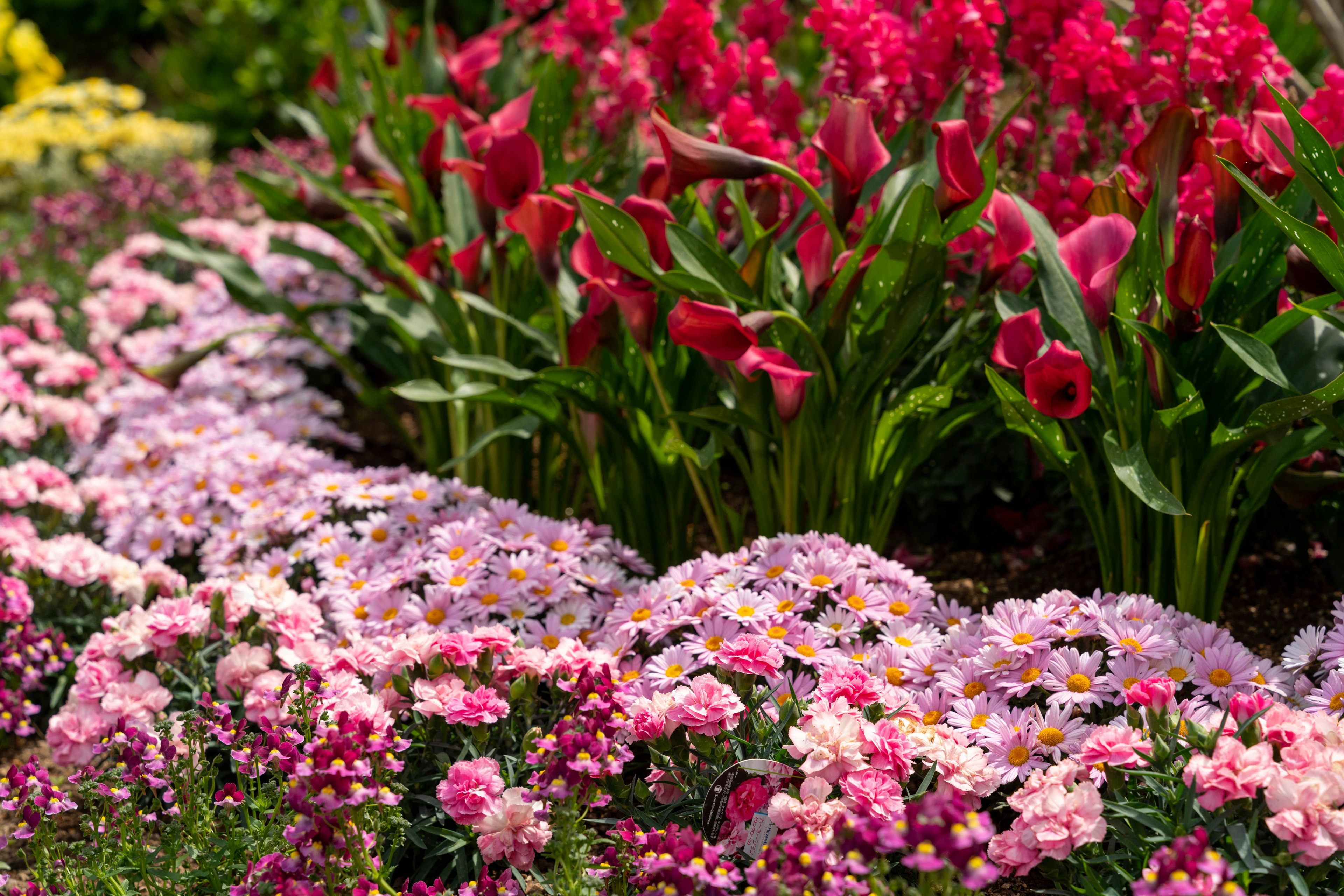 色とりどりの花が咲く庭の景色ピンクのチューリップと紫の花が混在