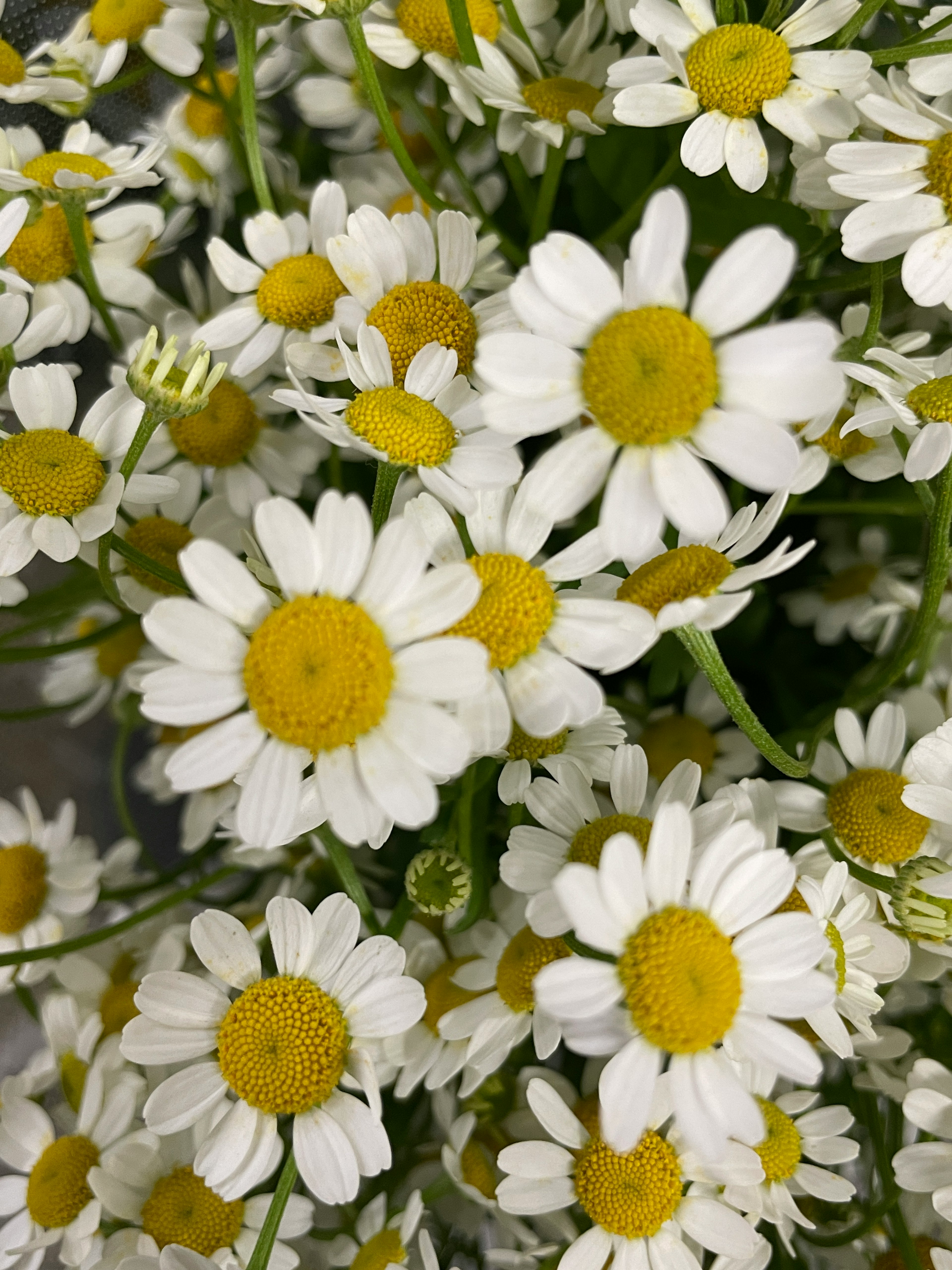 白い花びらと黄色い中心を持つカモミールの花束