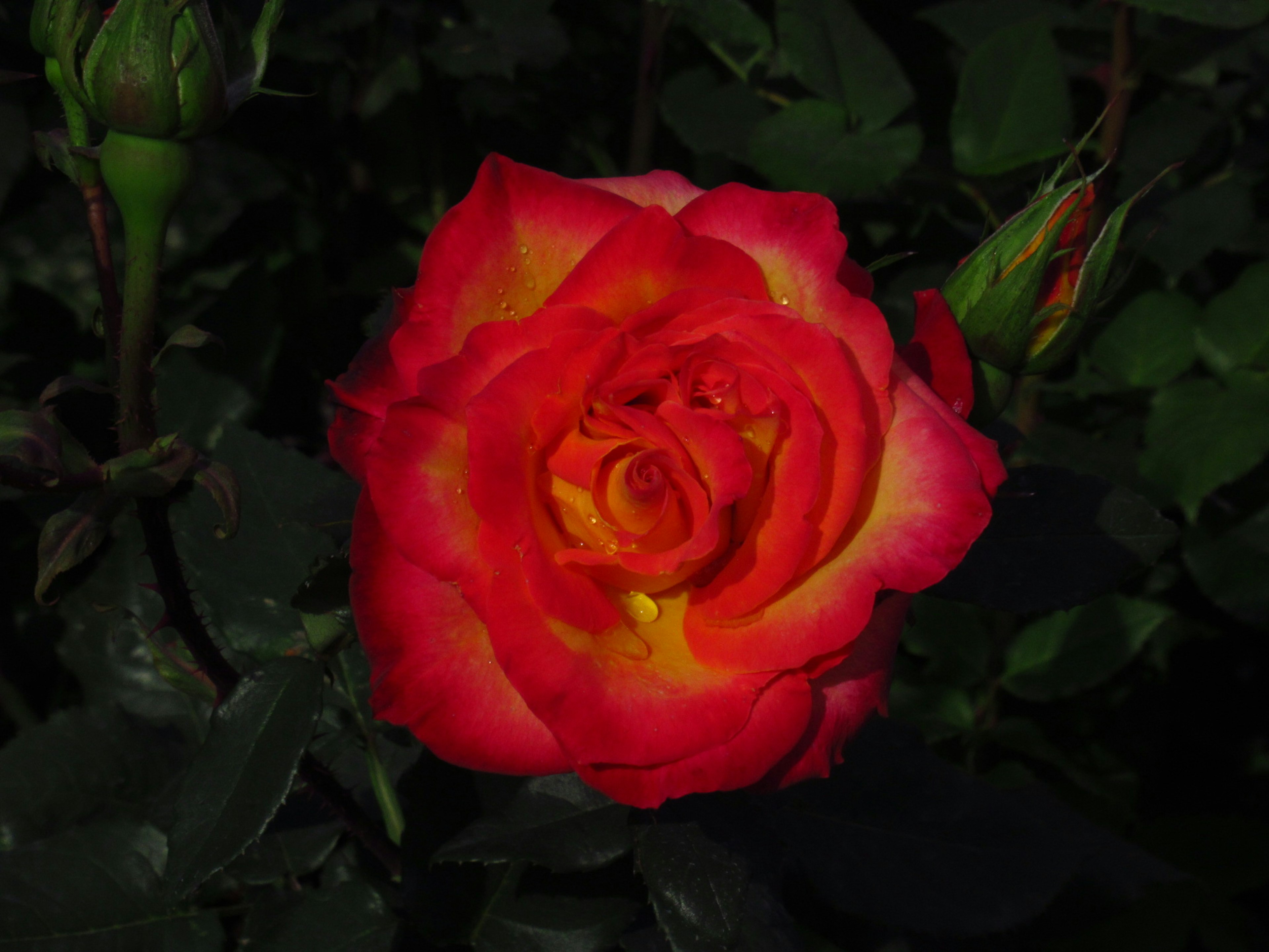 Belle fleur de rose avec un dégradé rouge et jaune