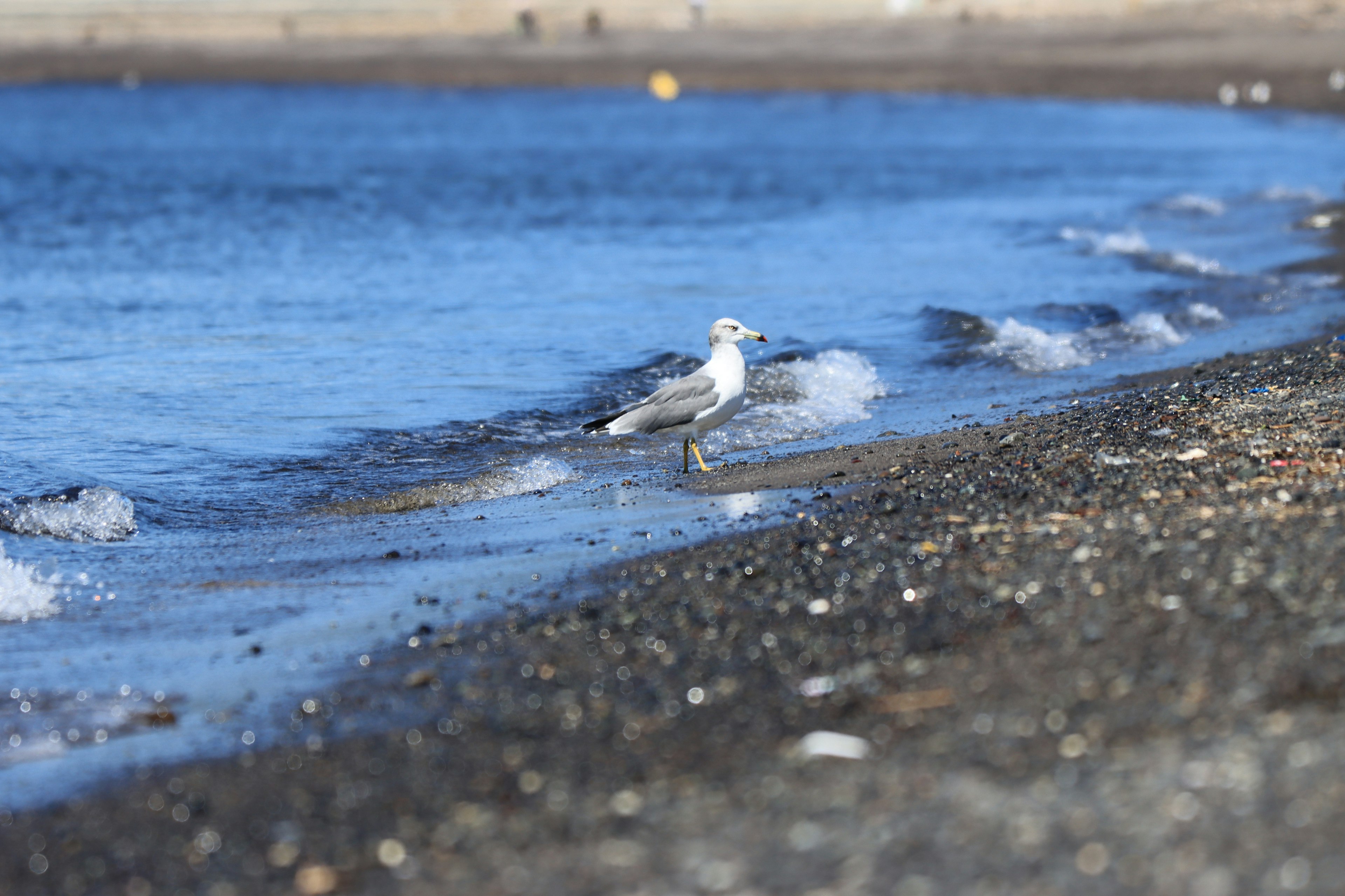 Seagull on the shoreline with gentle waves