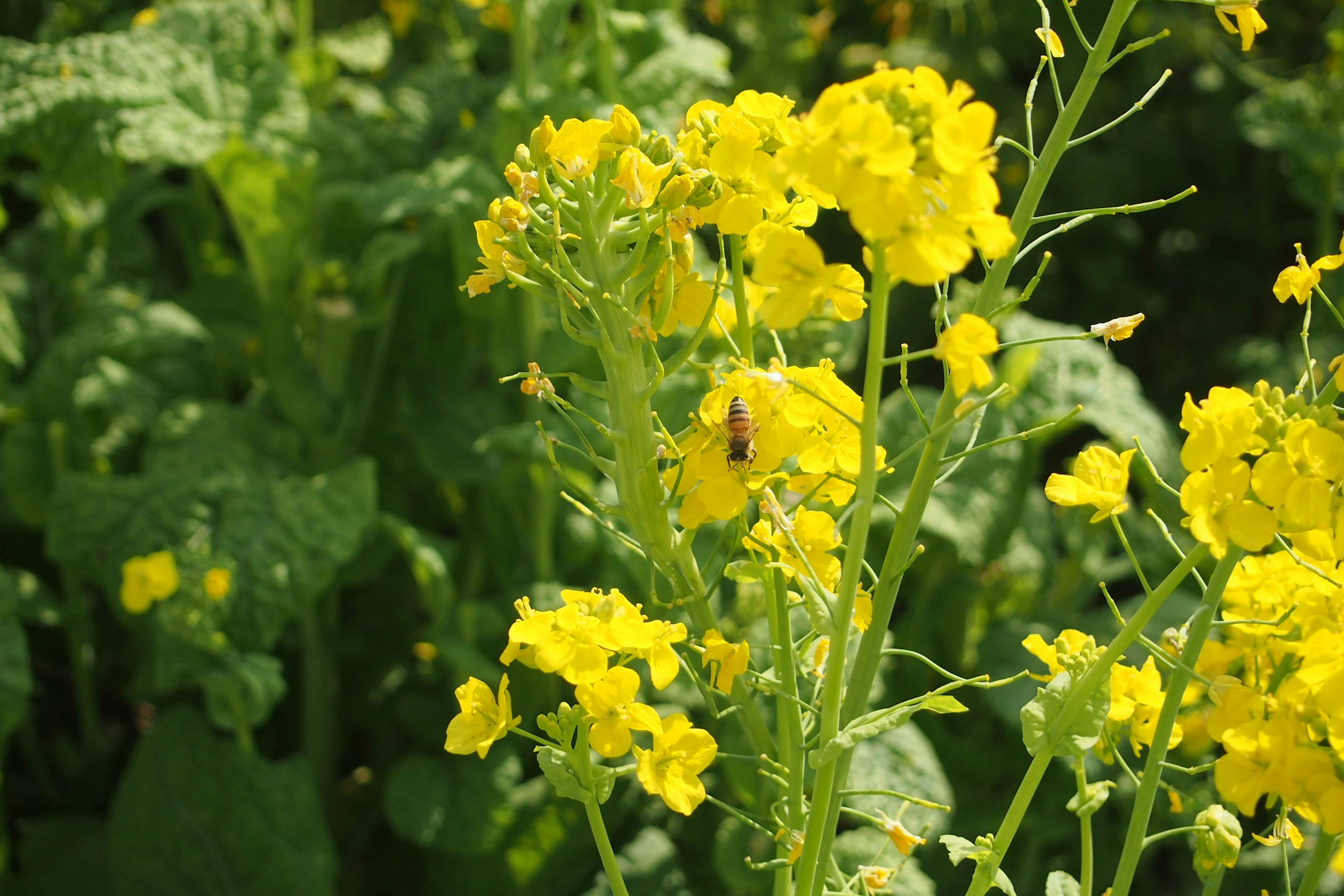 黄色い花が咲く植物の群れで、緑の葉が周囲に広がっている