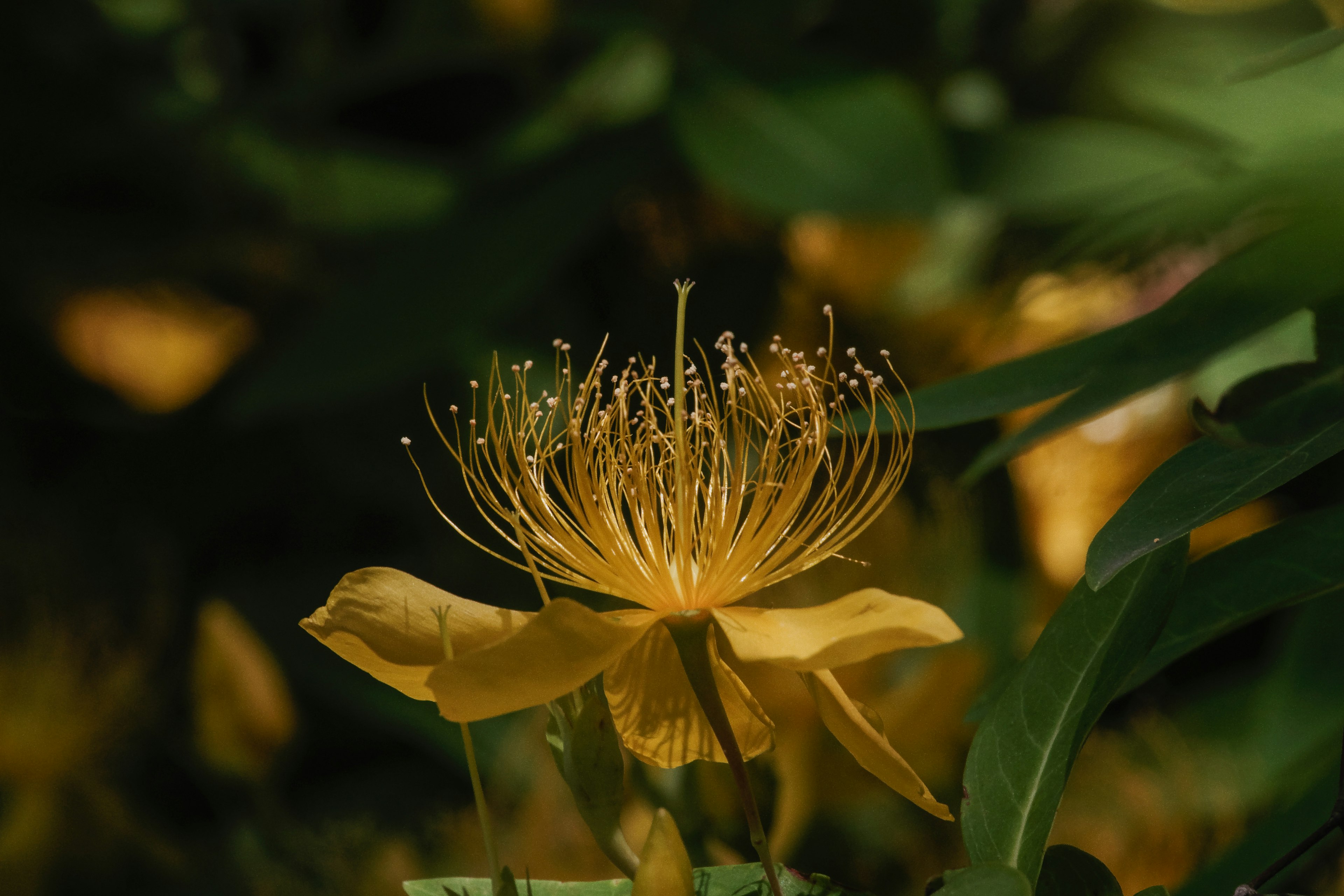 Hermosa flor amarilla con estambres delicados en el centro